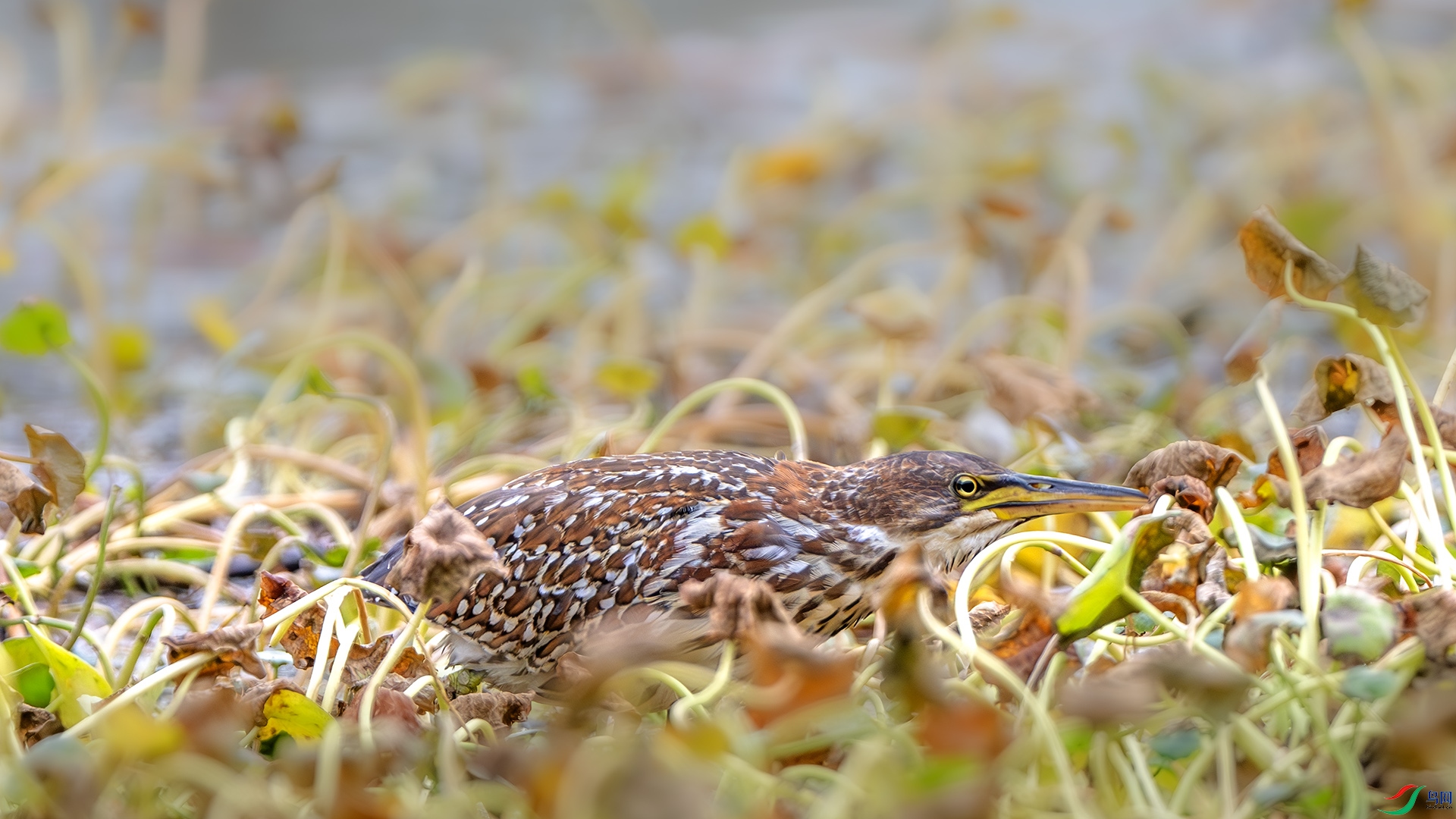 DSC_4588-����ǿ-NR ����.jpg