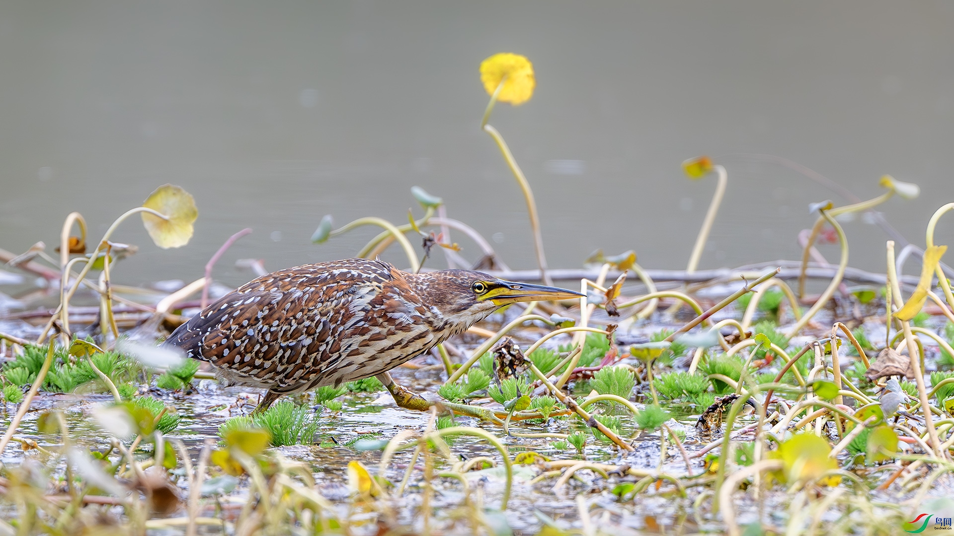 DSC_4534-����ǿ-NR ����.jpg
