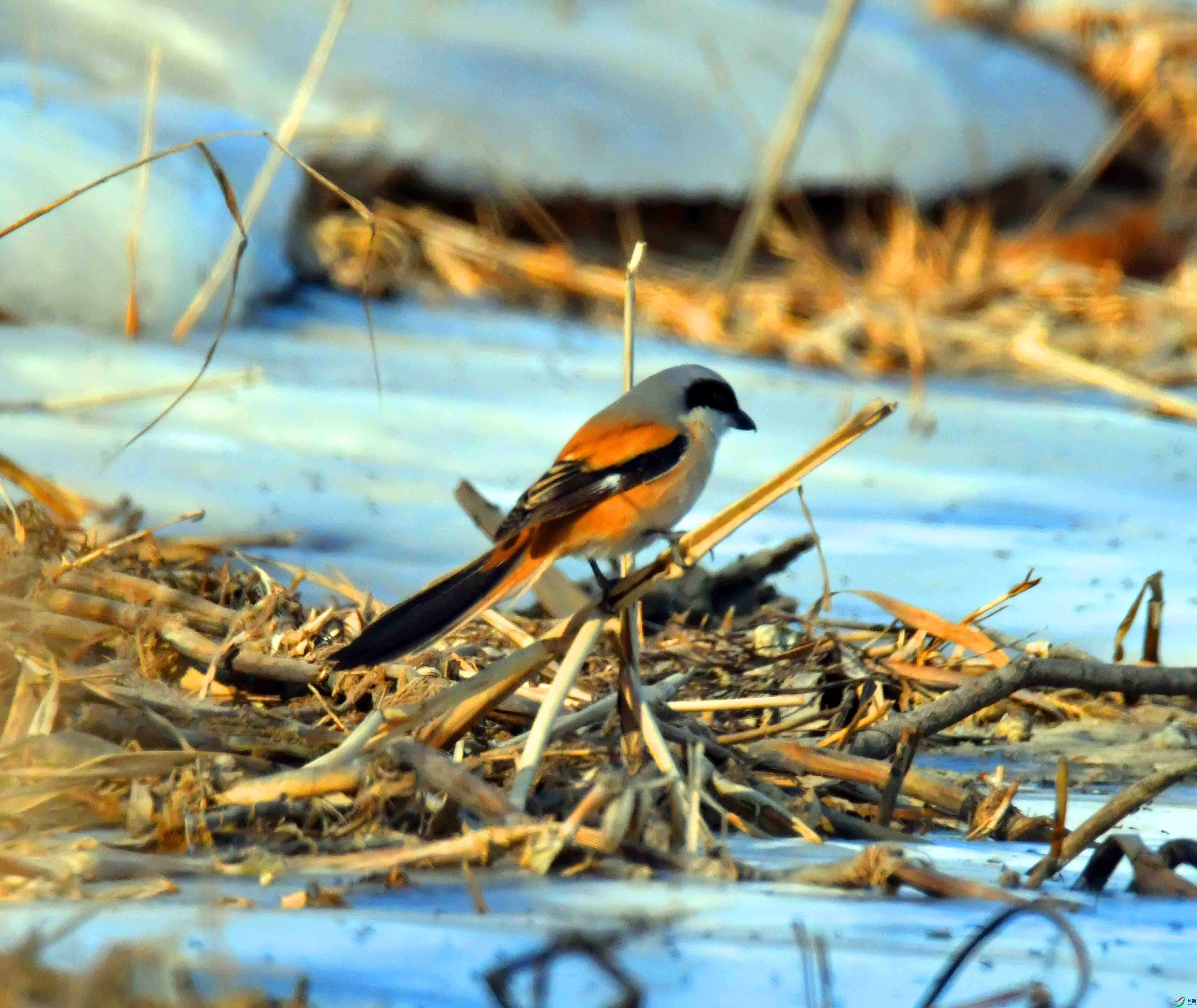 DSC_6429.JPG