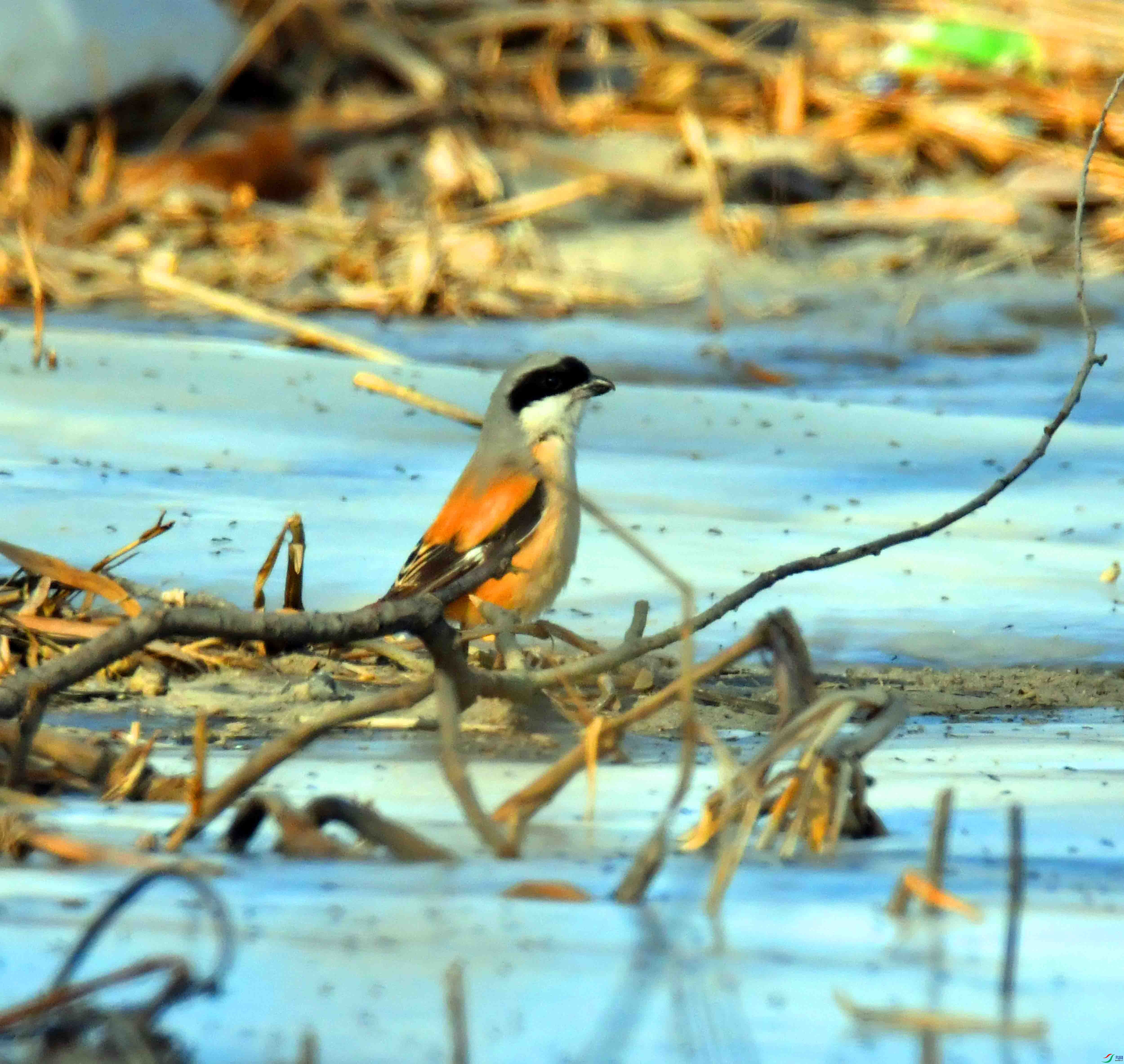 DSC_6435.JPG