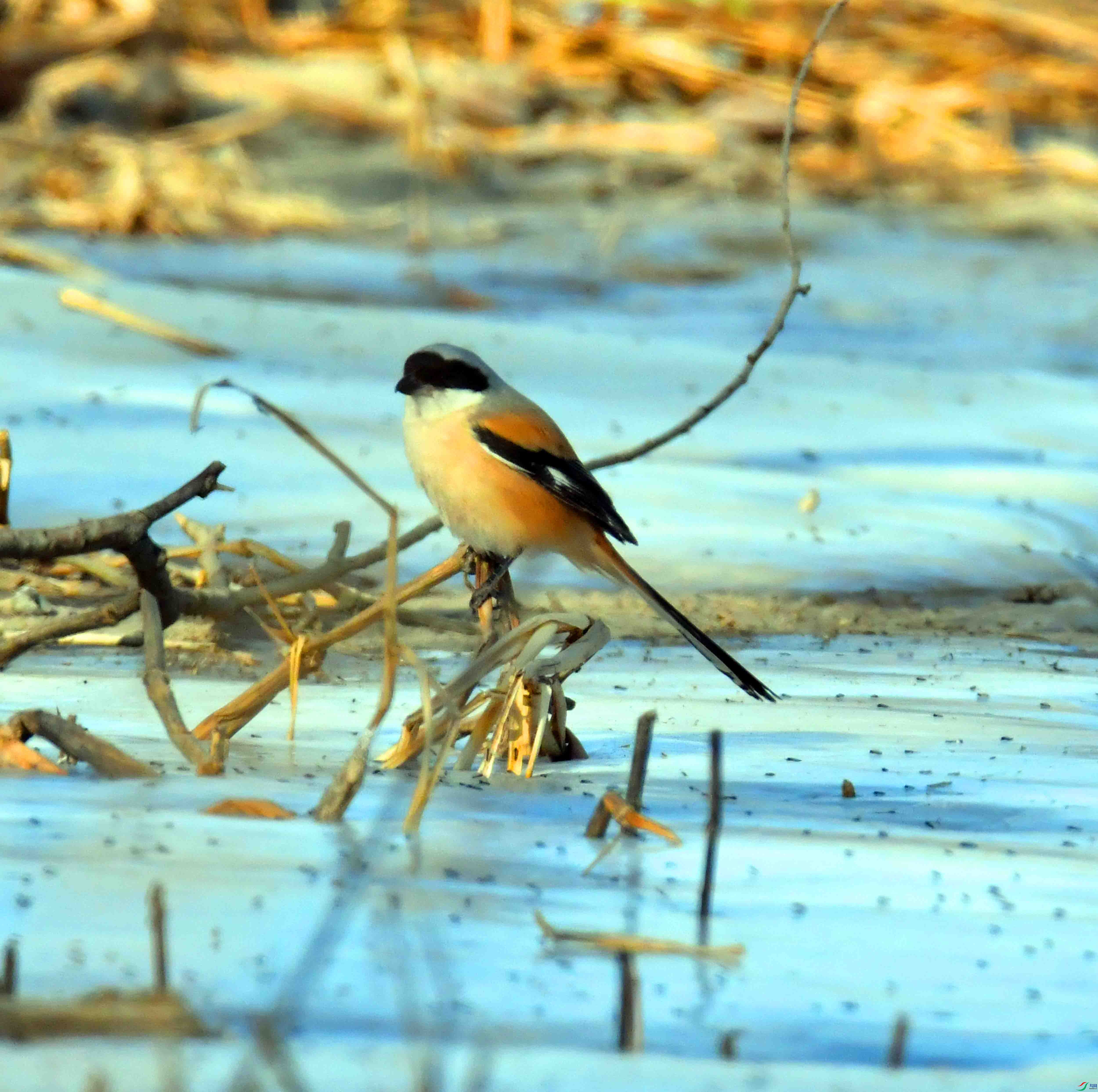 DSC_6443.JPG