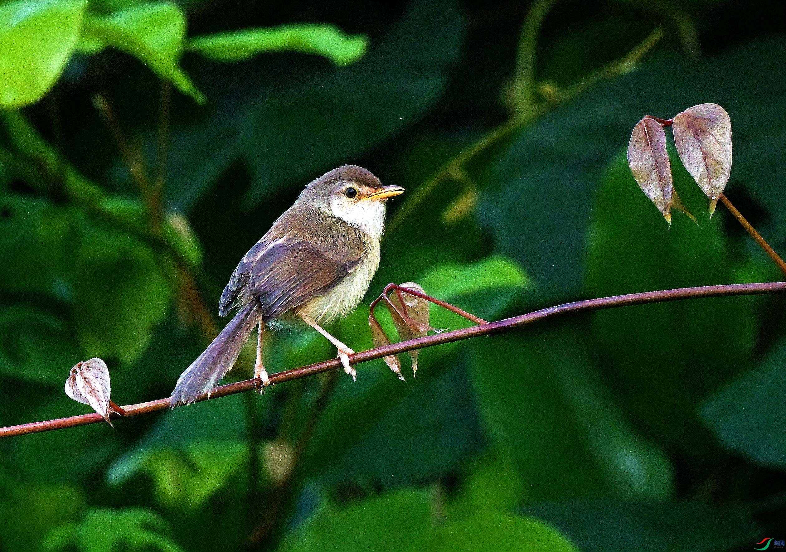 DSC_0501.JPG