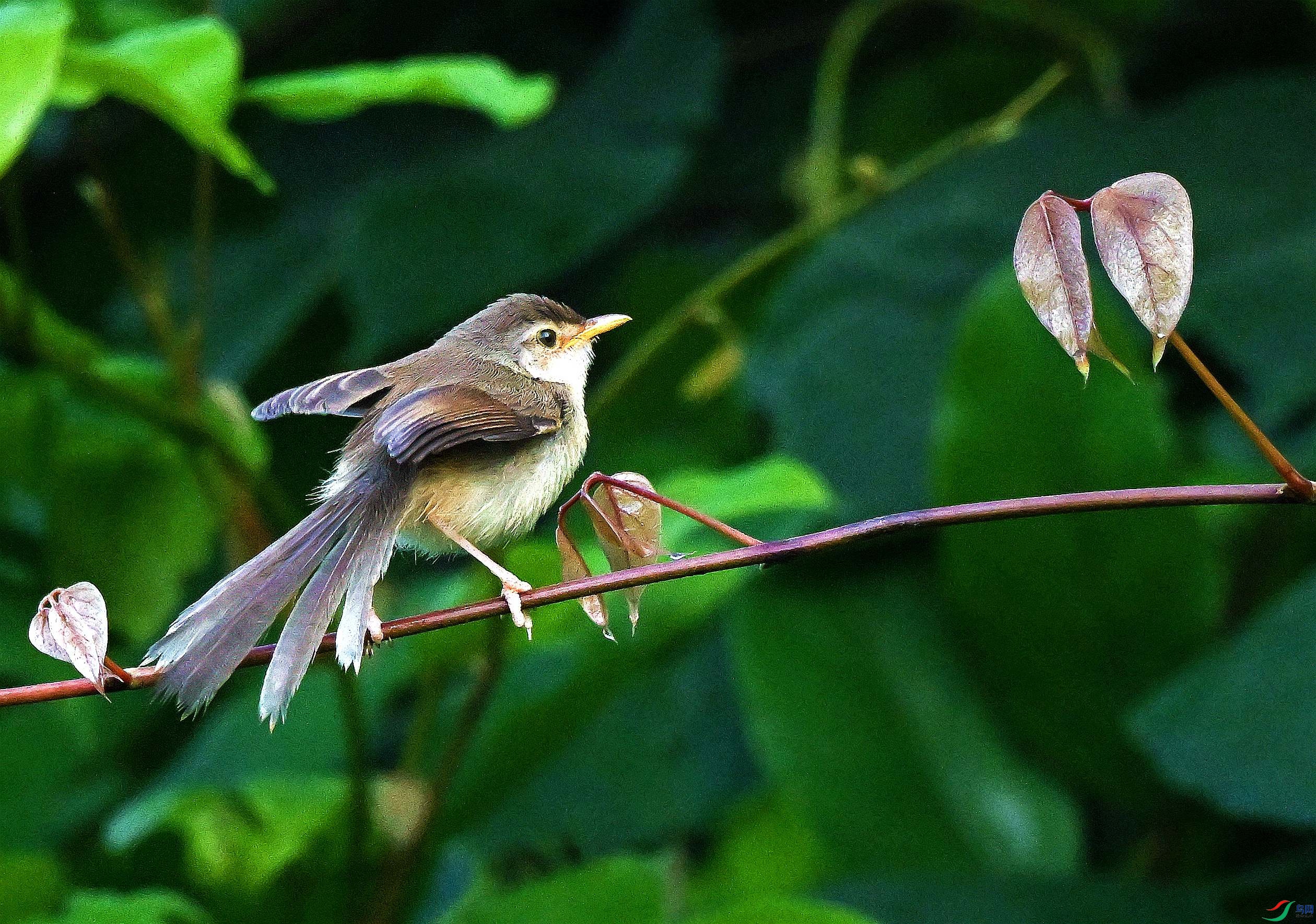 DSC_0504.JPG