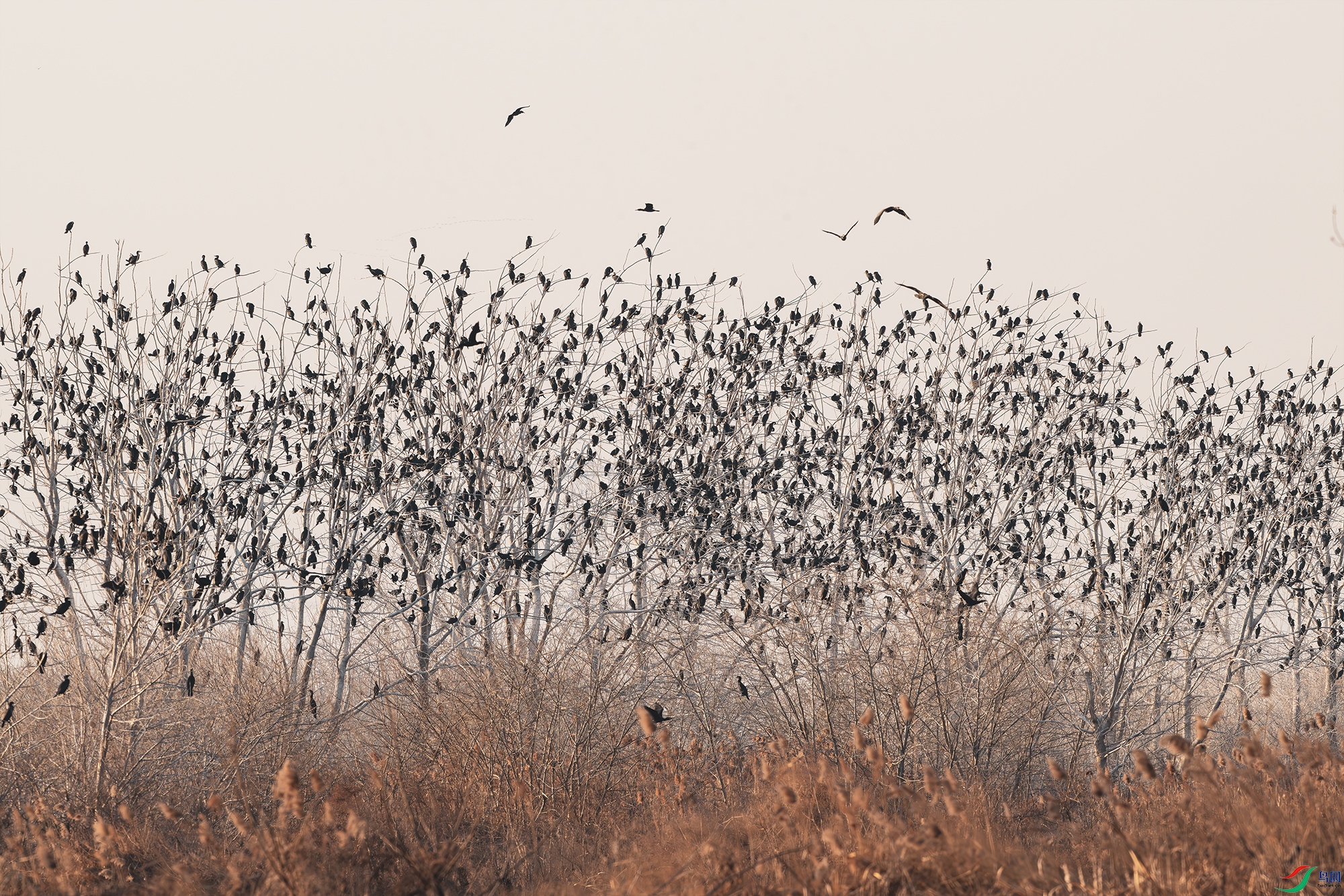 _DSC8110-2 ����С.jpg