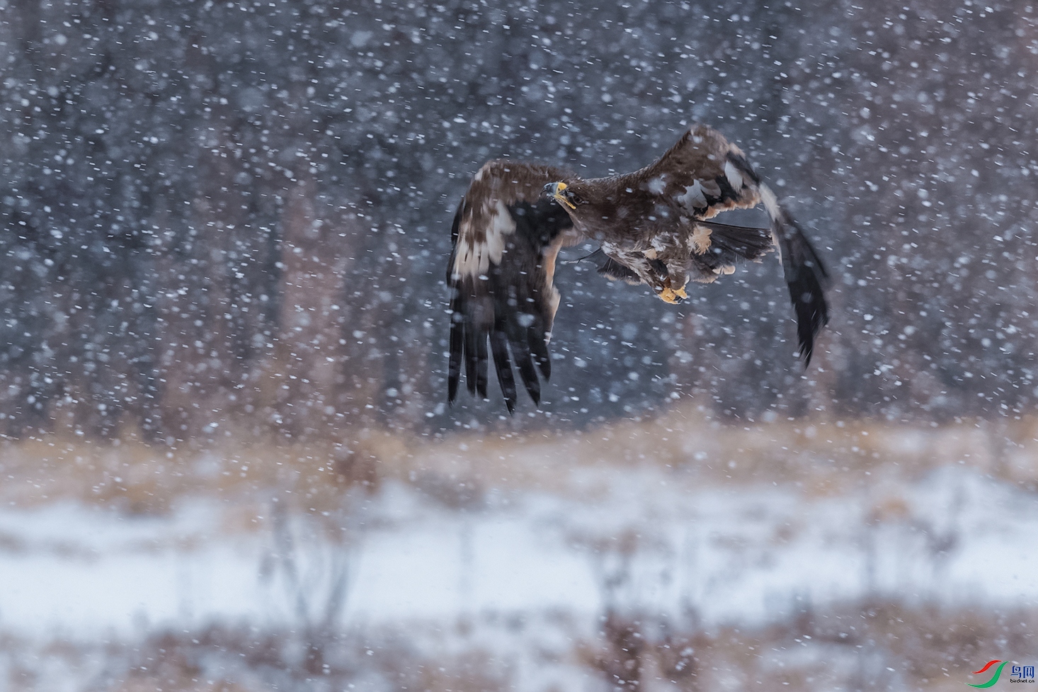 DSC_1200_DxOa.jpg