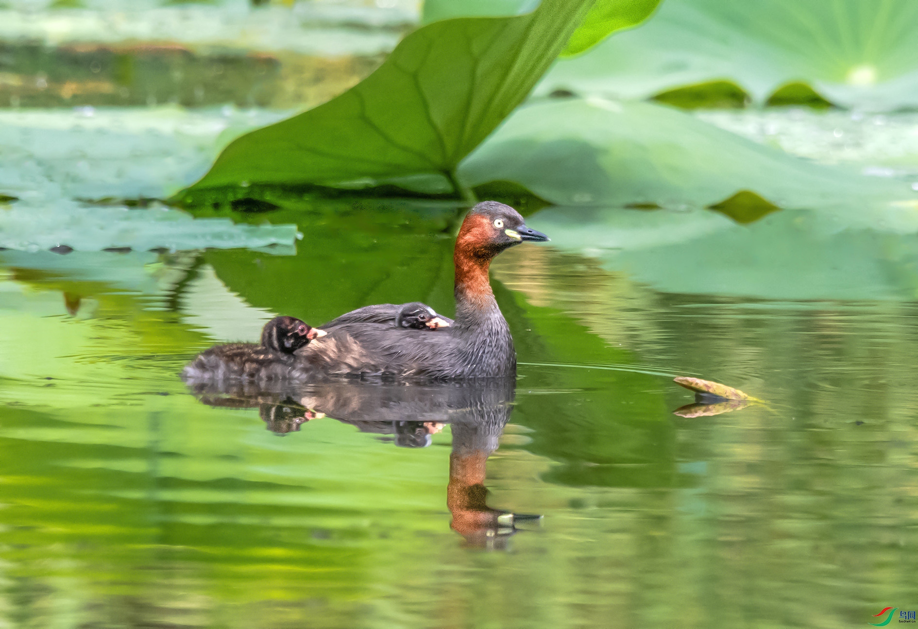 DSC_6122 ����.jpg