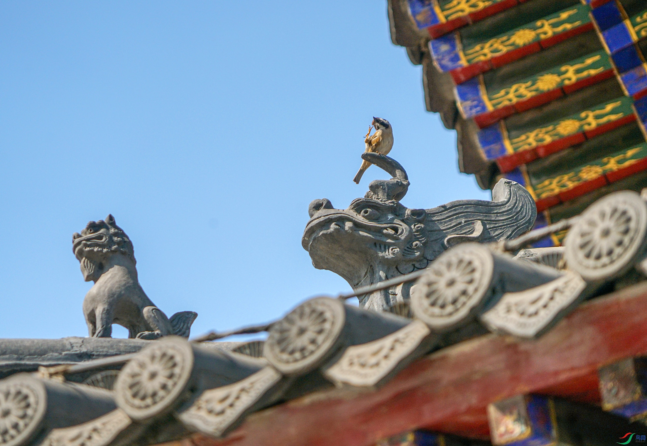 DSC00699 ����.jpg