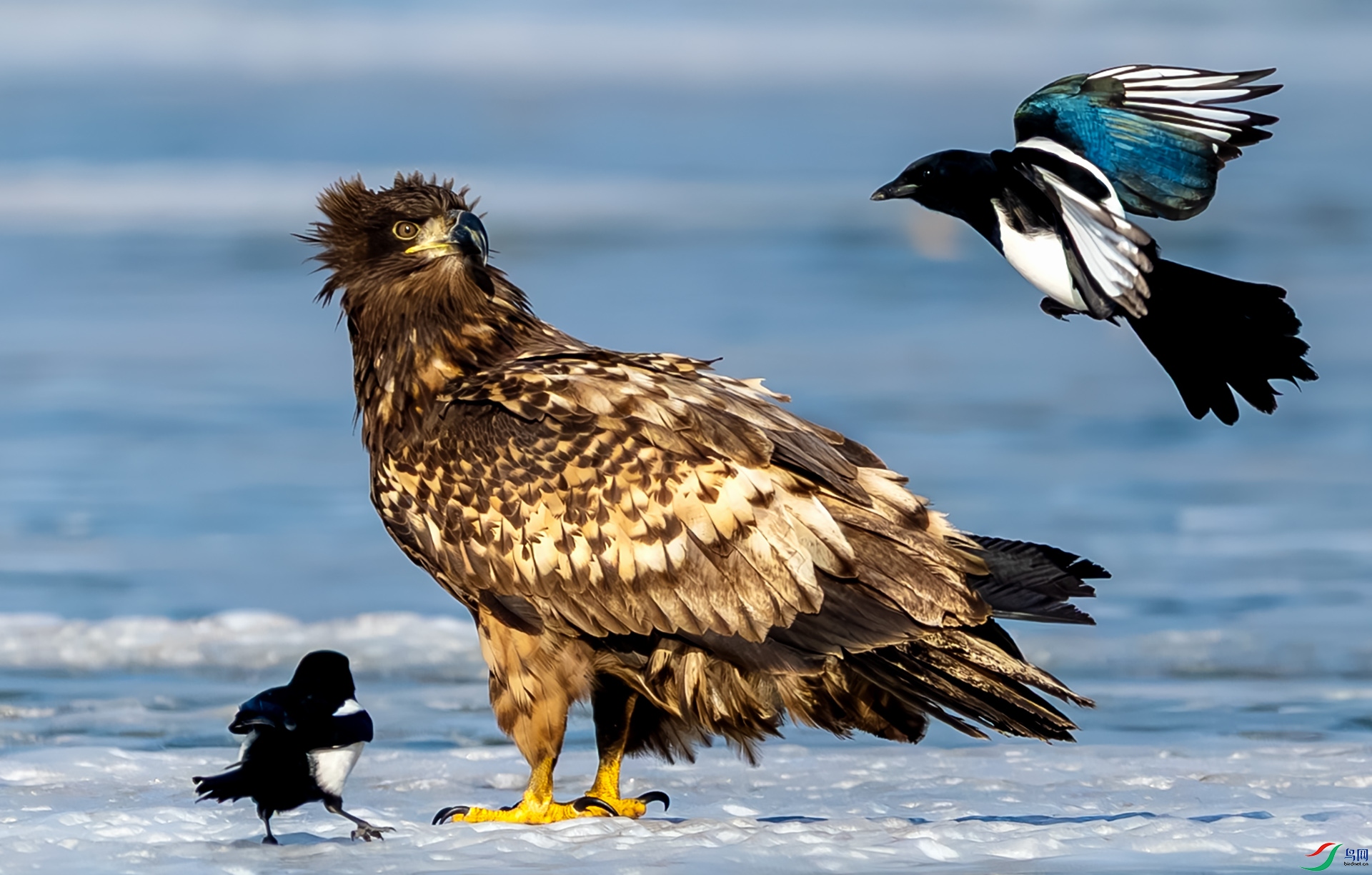 ��β���������