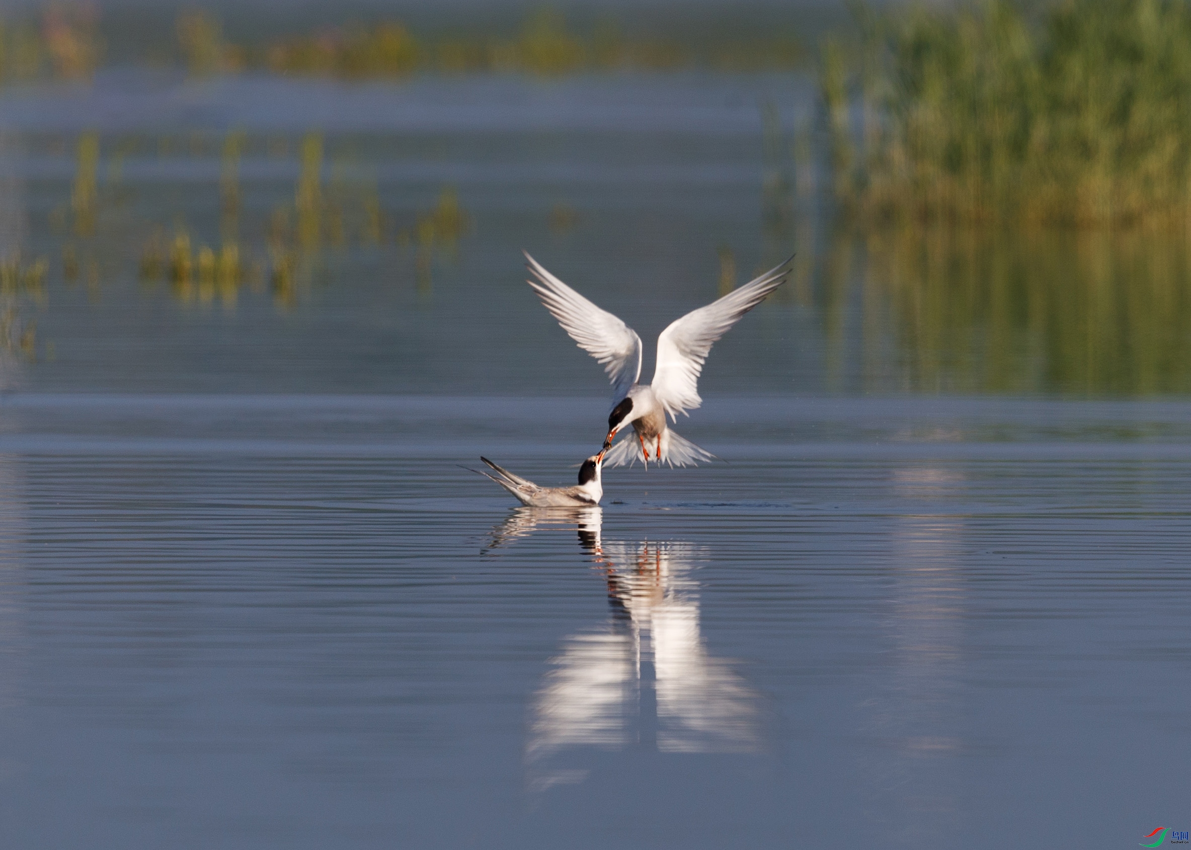 AP5I3741 ����ιʳ.jpg