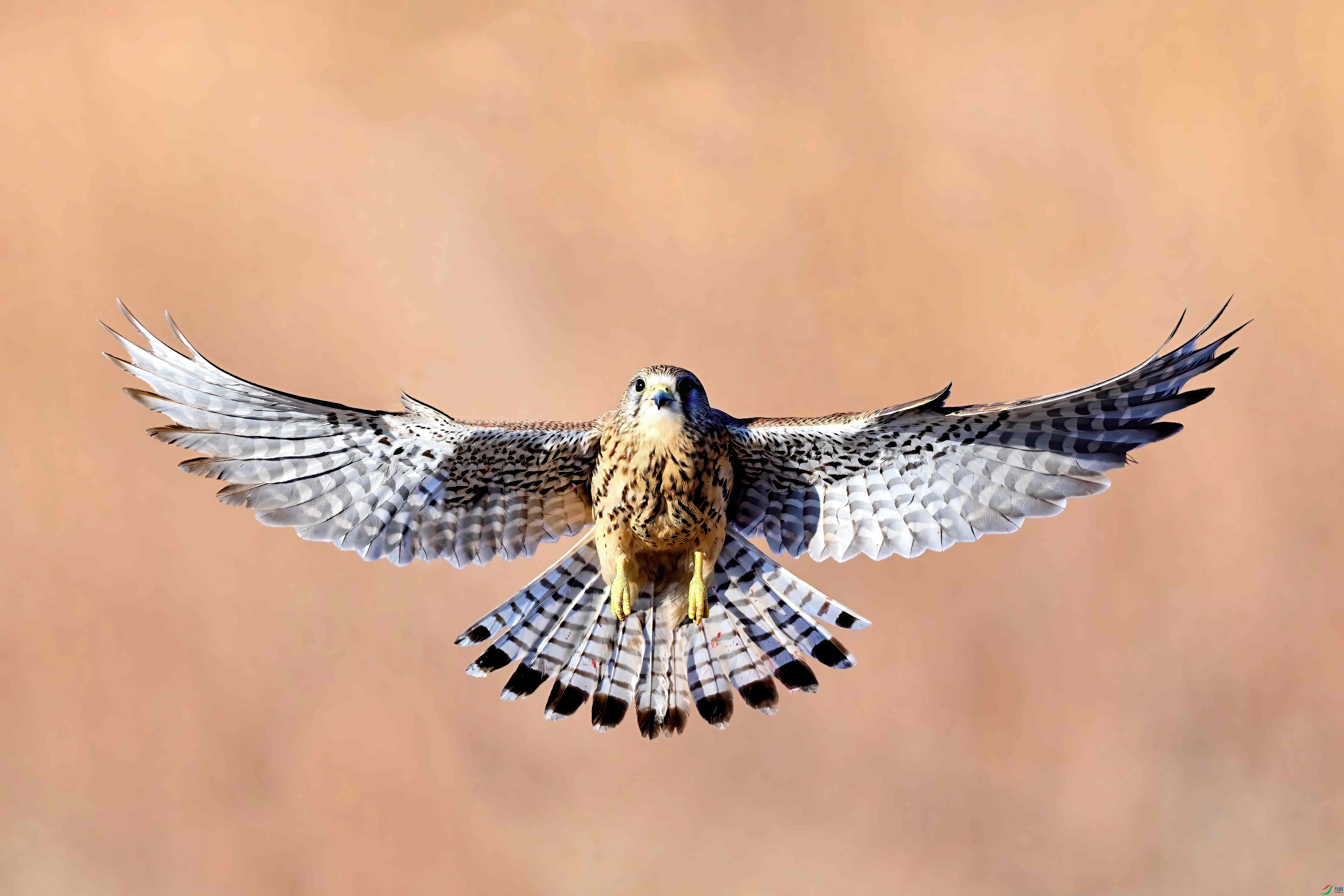 A1209368-DeNoiseAI-standard (1)-DeNoiseAI-standard.jpg