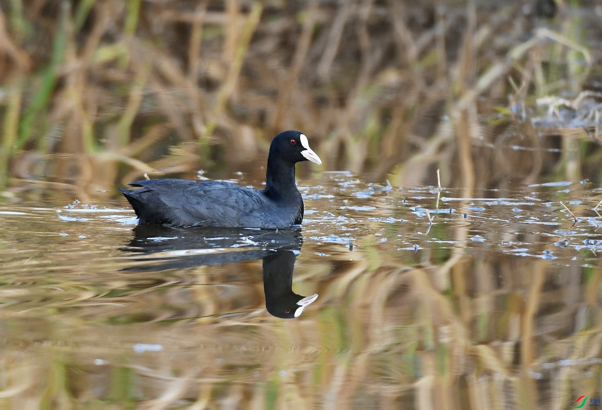 DSC_2330.jpg