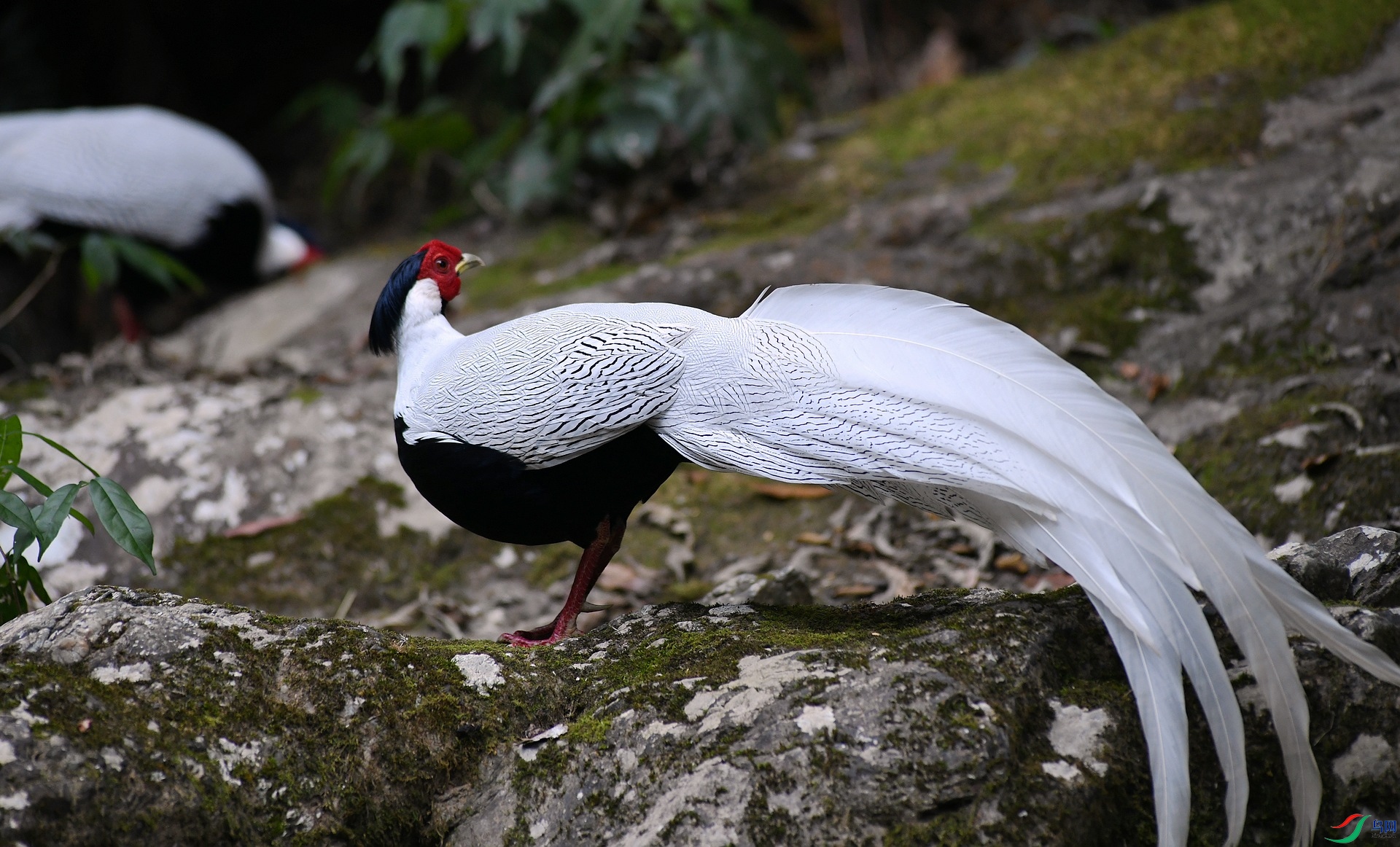 DSC_2425.jpg