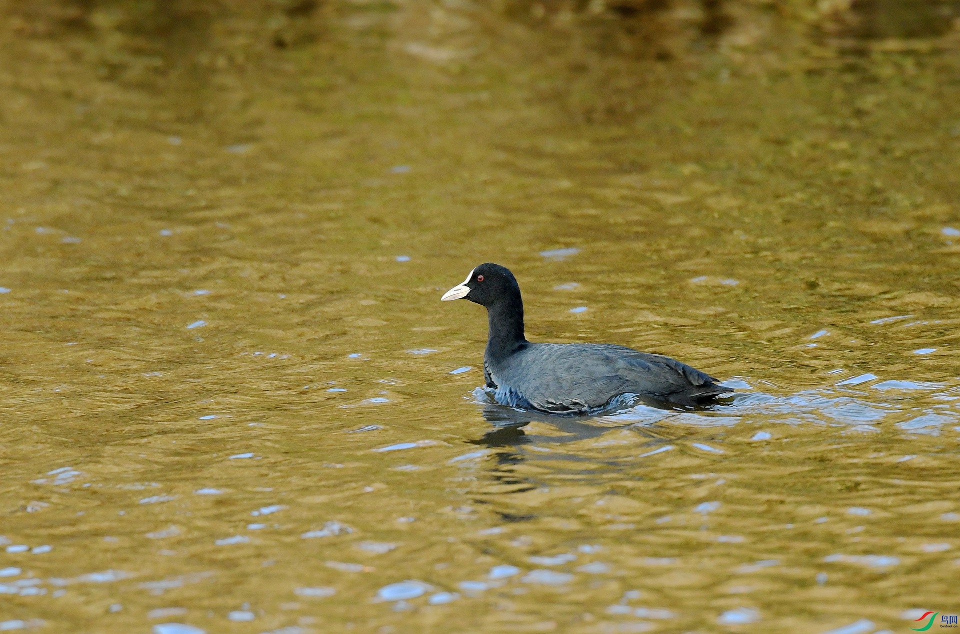 DSC_1105.jpg