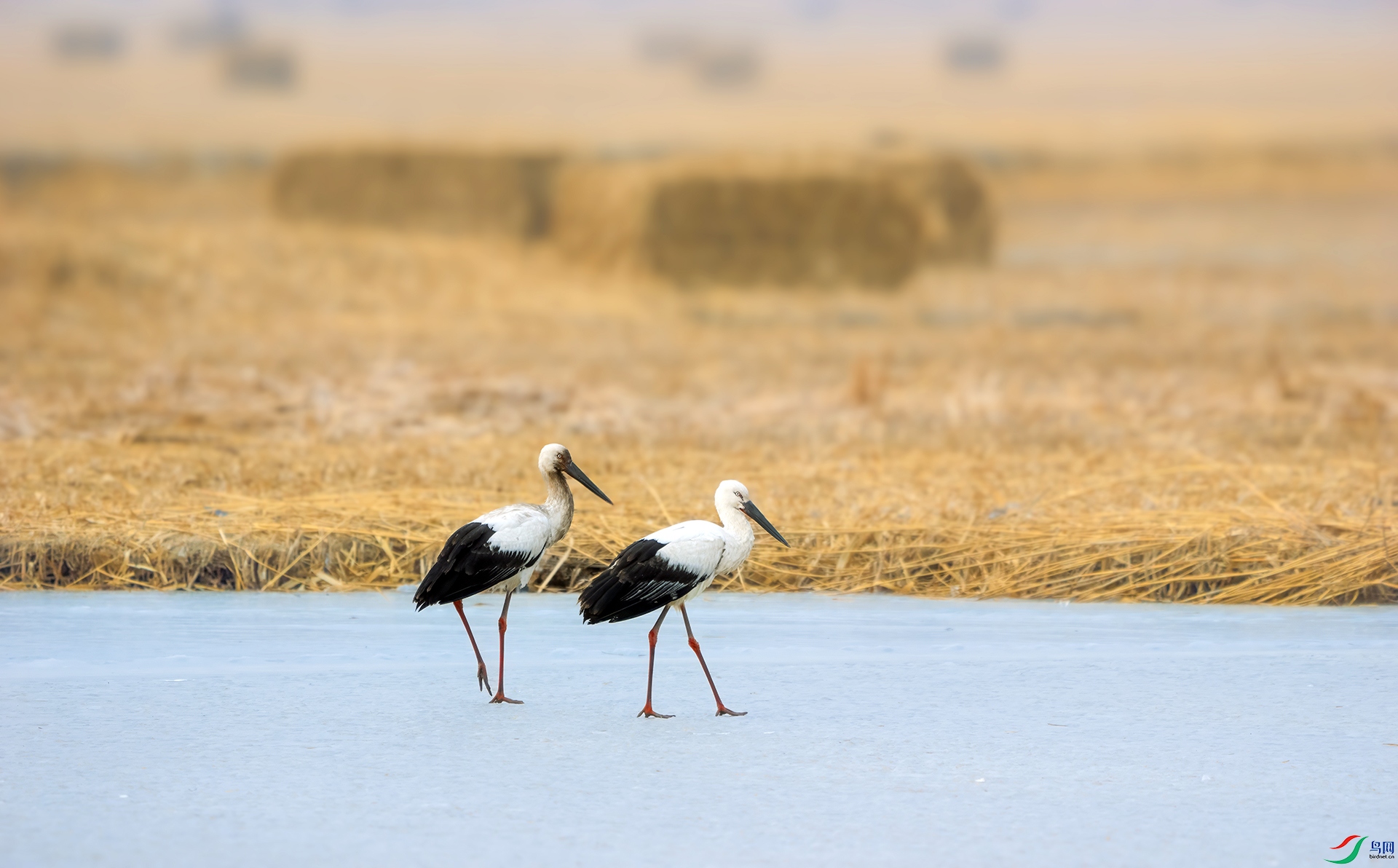 DSC08288 ����02 ����.jpg