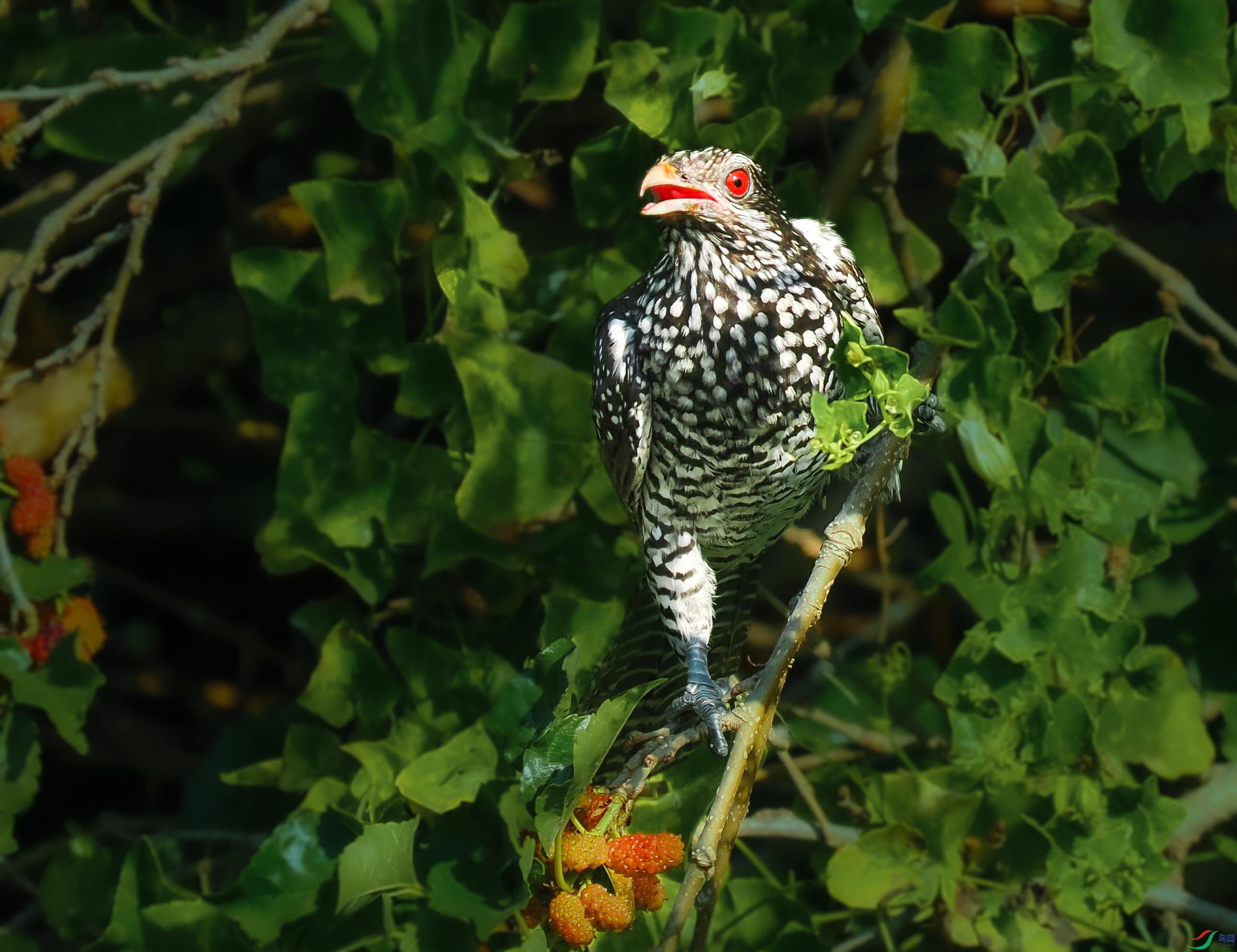 P2090040_���ٿ�ͼ ����.jpg