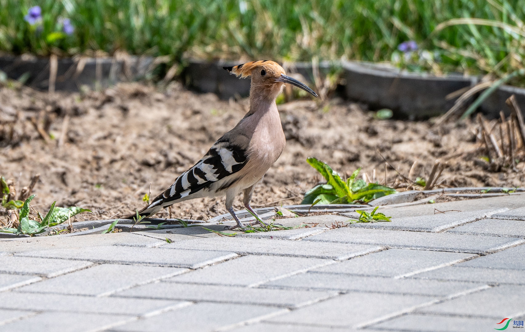 DSC_0717_1.jpg