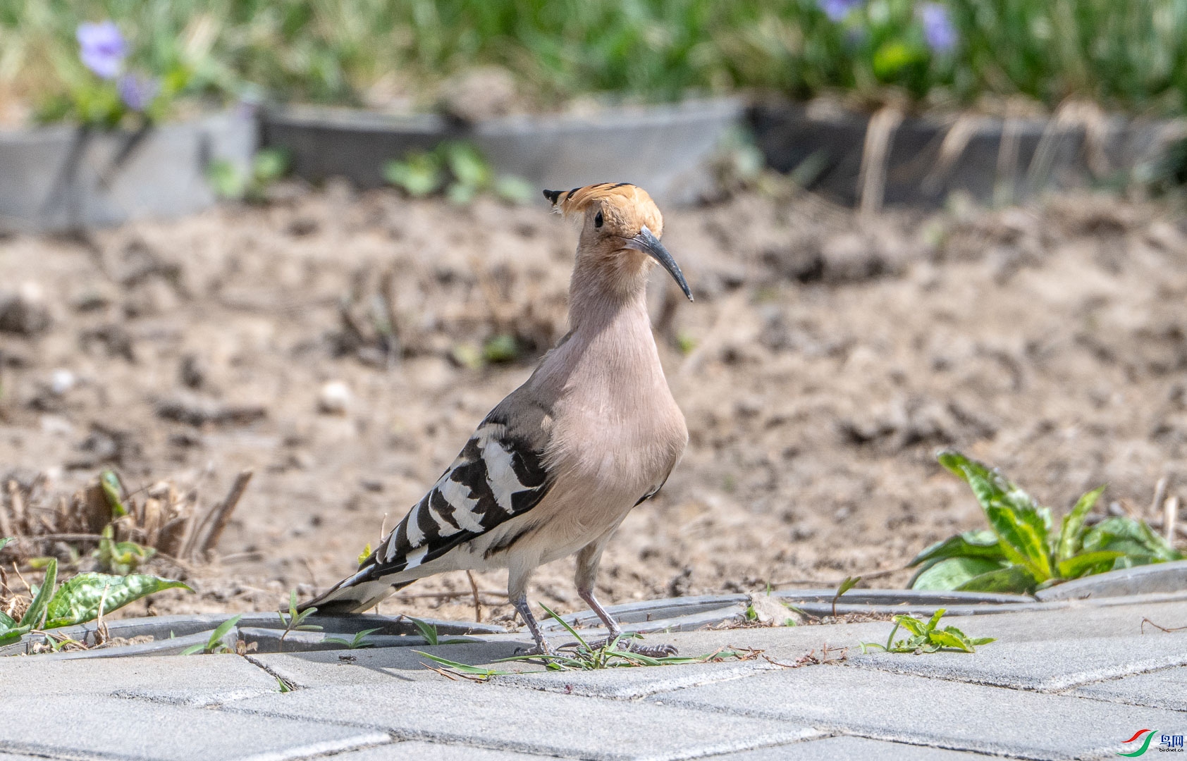 DSC_0718_2.jpg