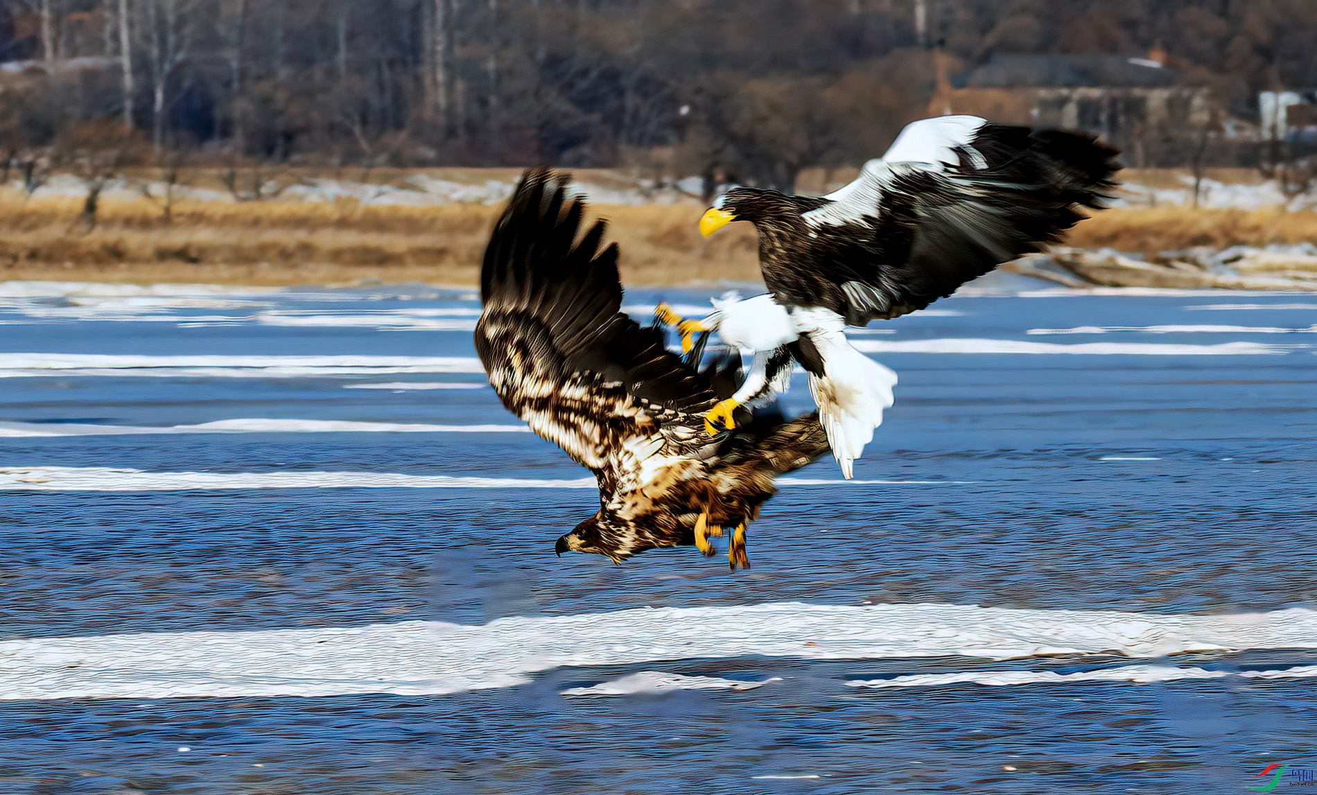 ������ɱ