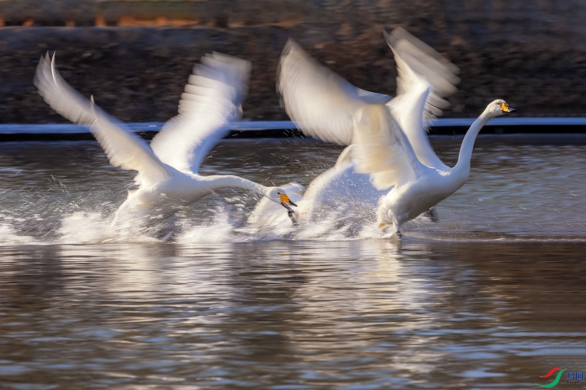 �������Ľ��桷2E9A5773 -5.jpg