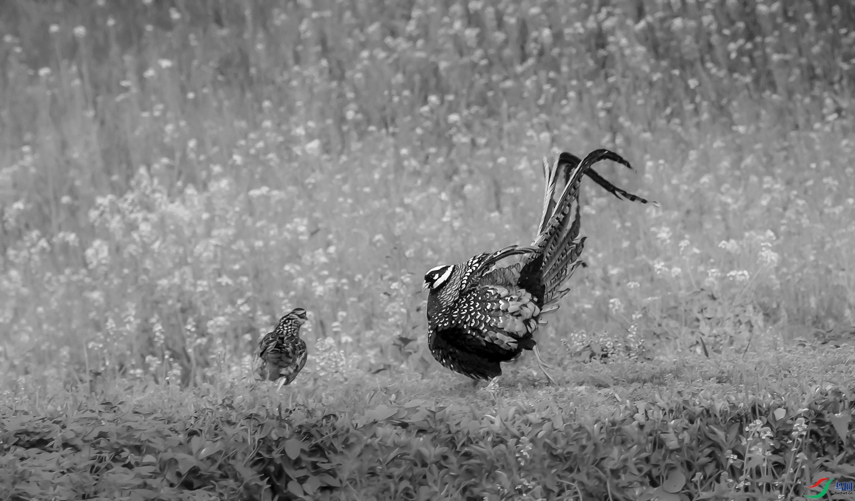 DSC_�׹ڳ�β�� - ����.jpg