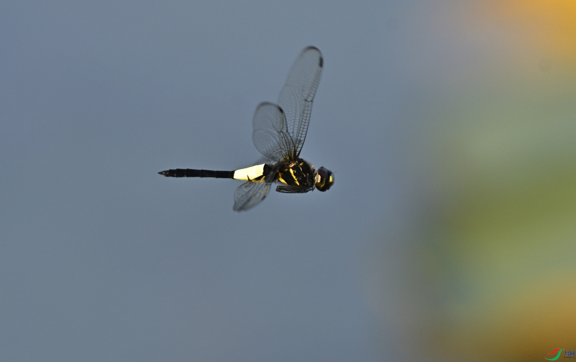 _DSC3574_1.JPG
