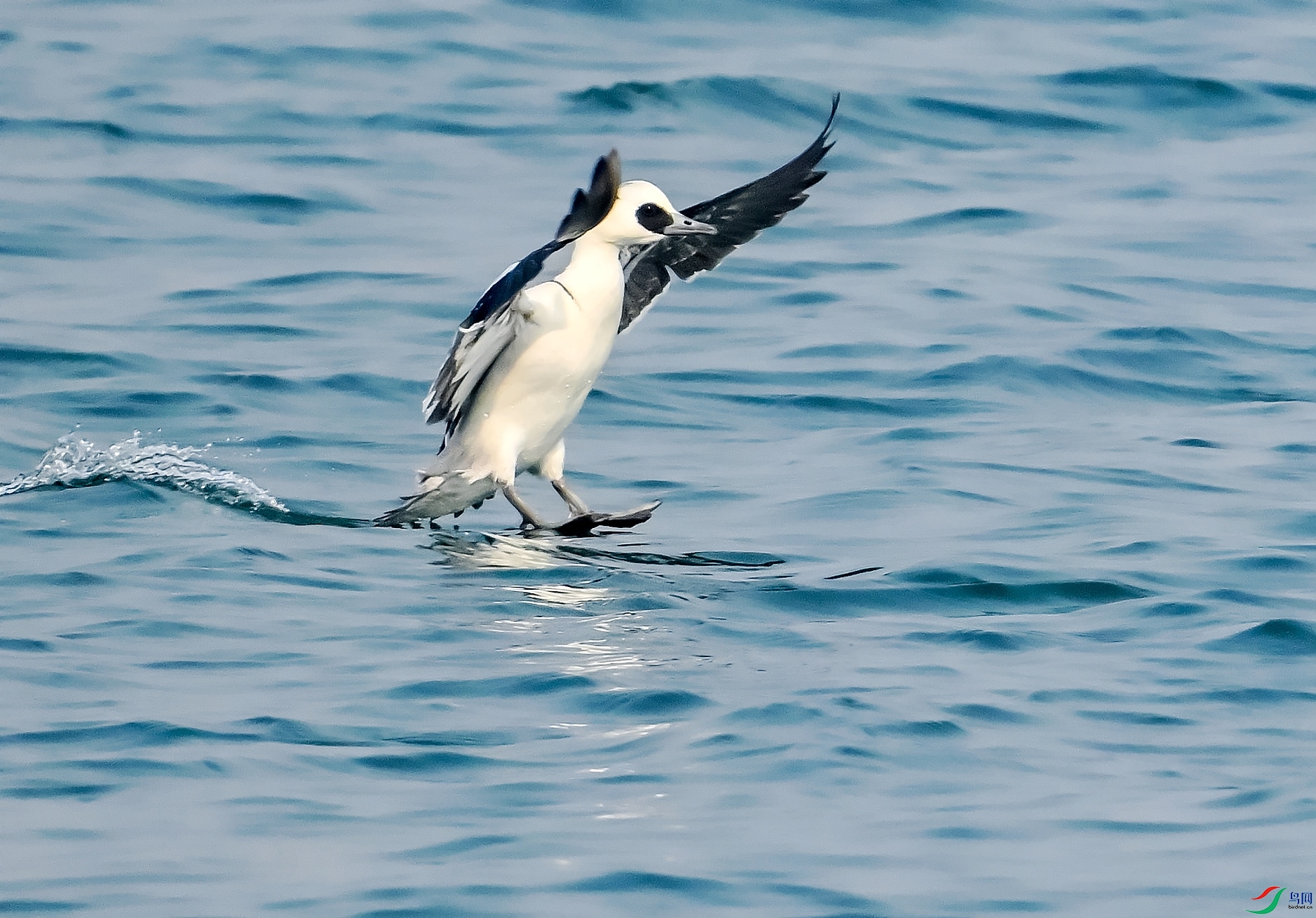 DSC_9531---_conew1.jpg
