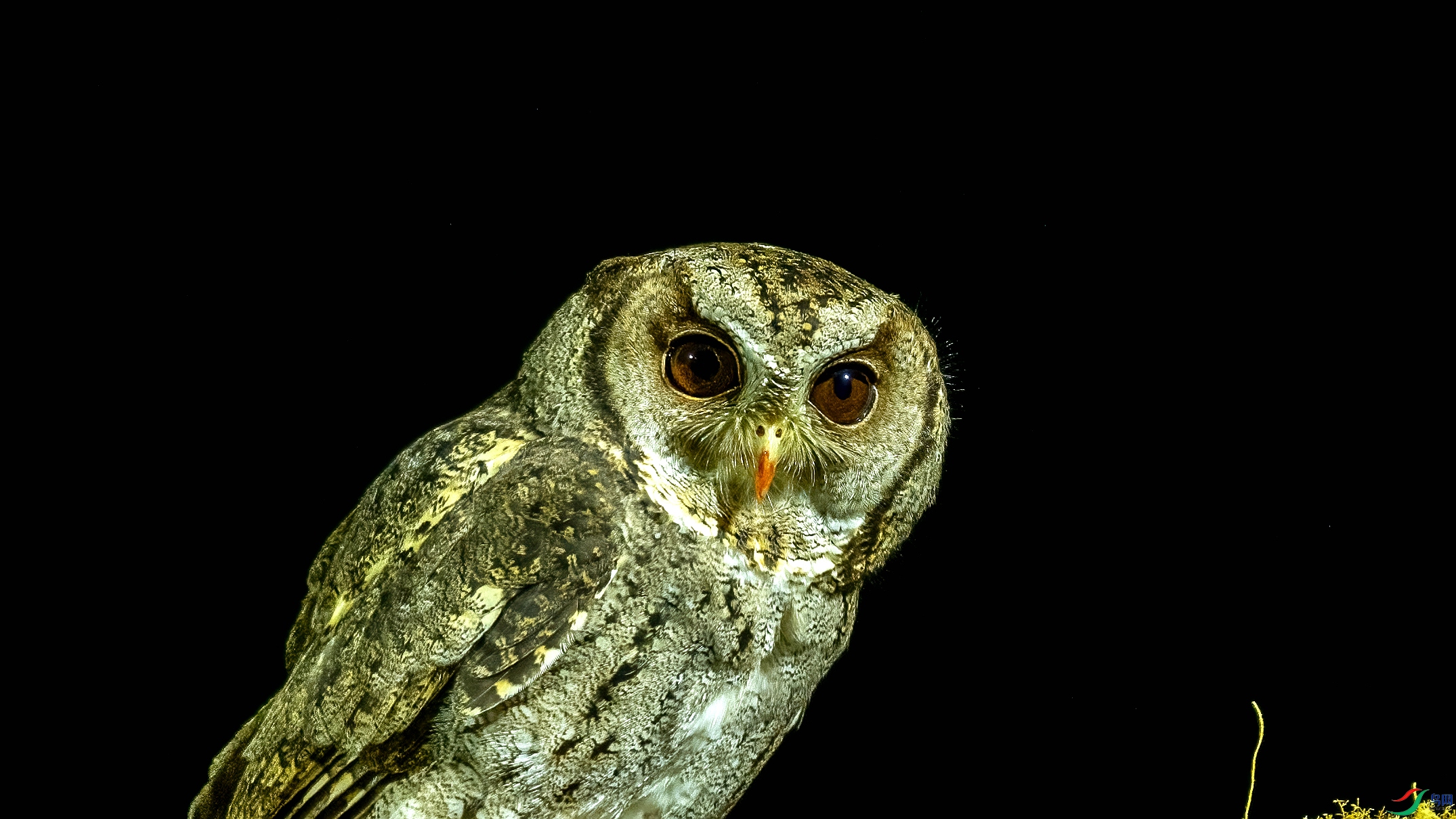 DSC_7801.jpg