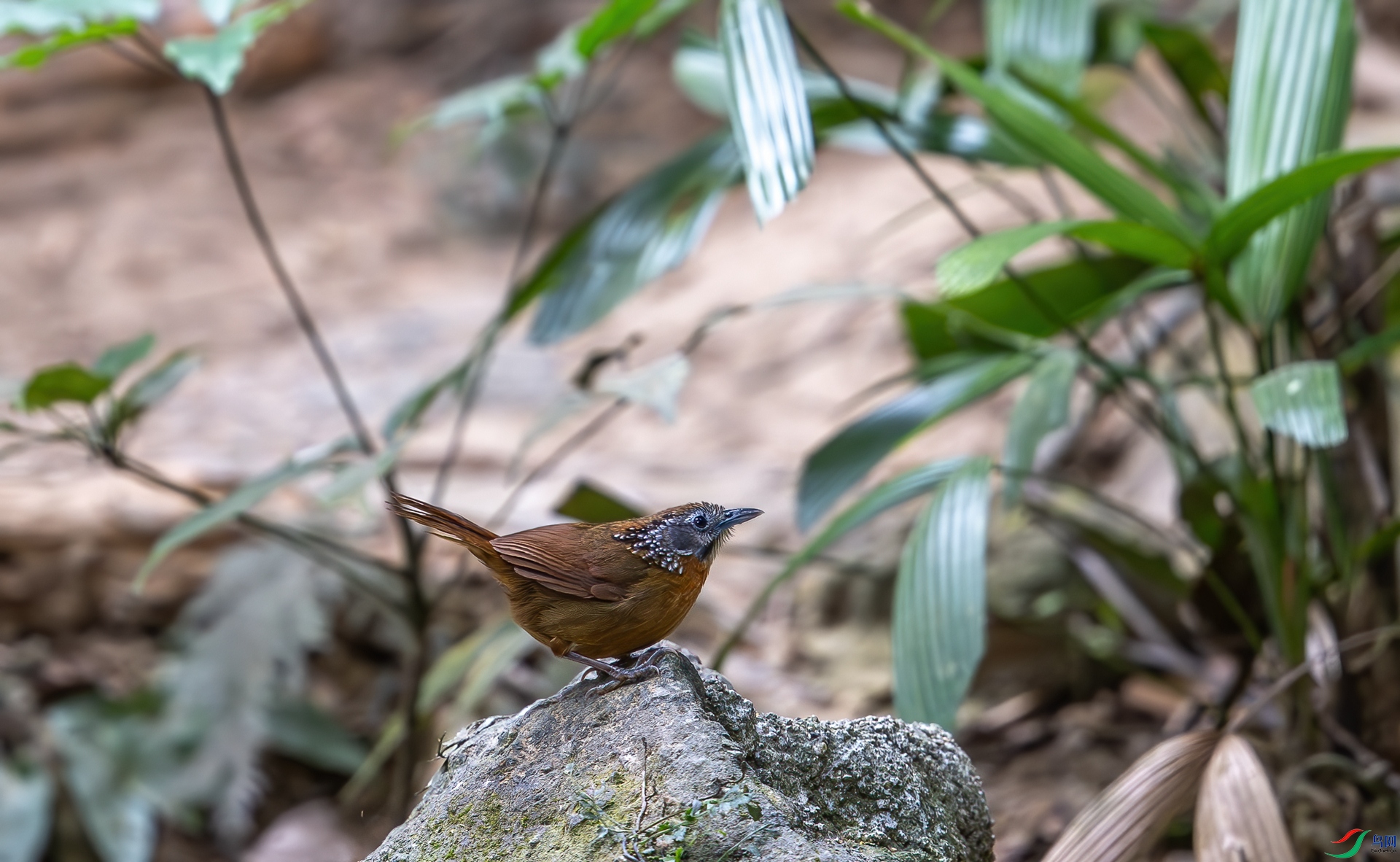 DSC_3584-2.jpg