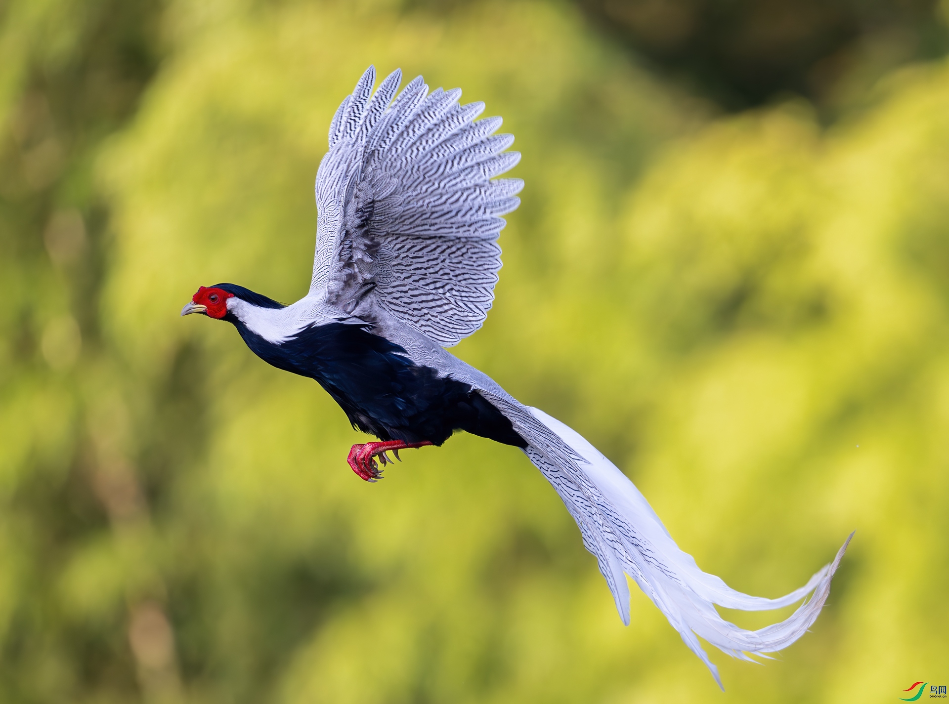 DSC_3352-1.jpg