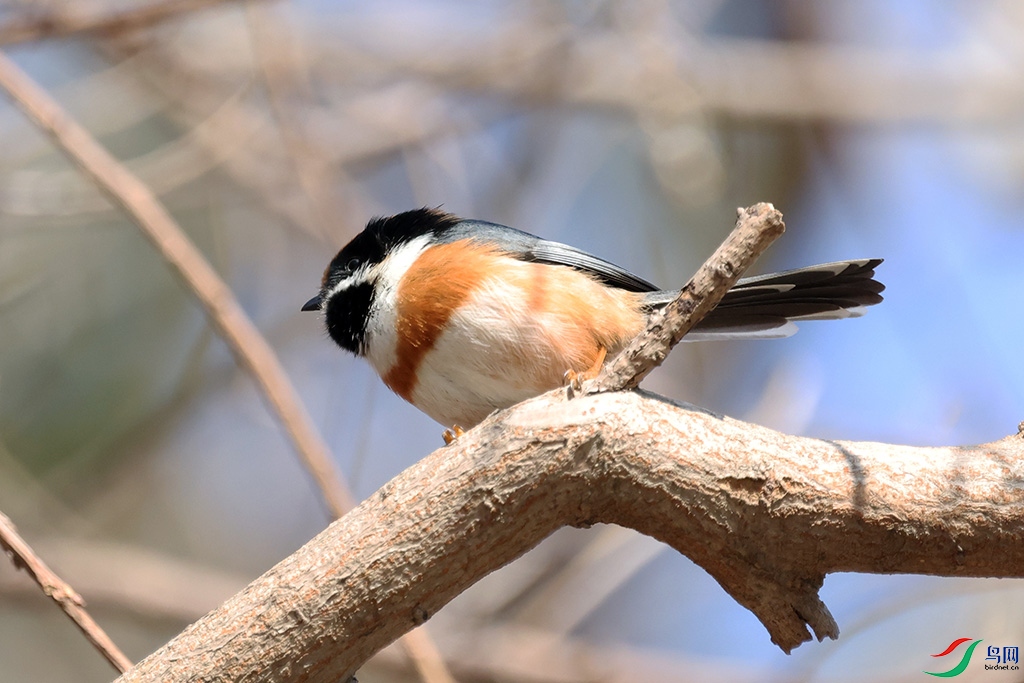 ��ͷ��βɽȸ