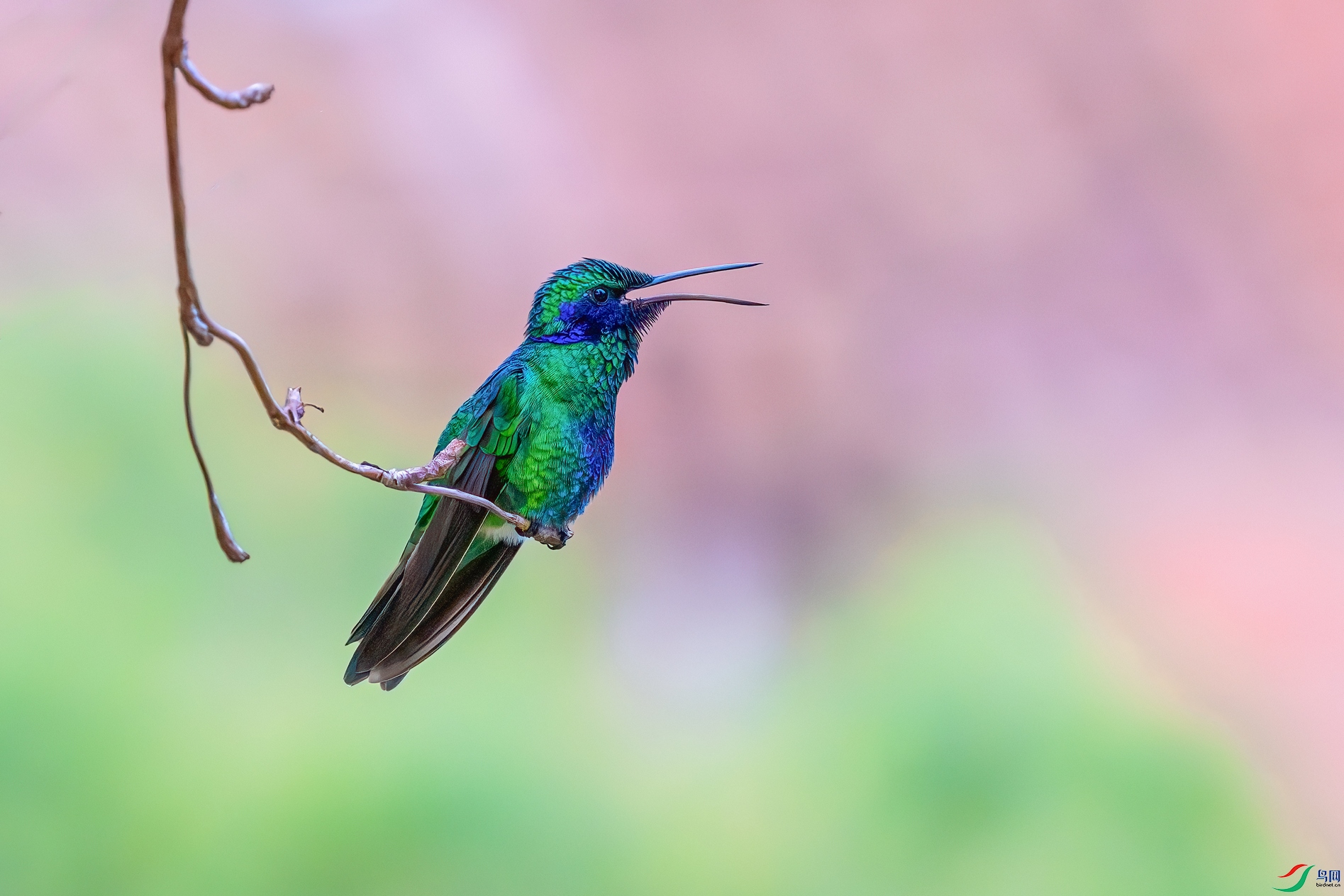 DSC_7398-����ǿ-NR ����01.jpg