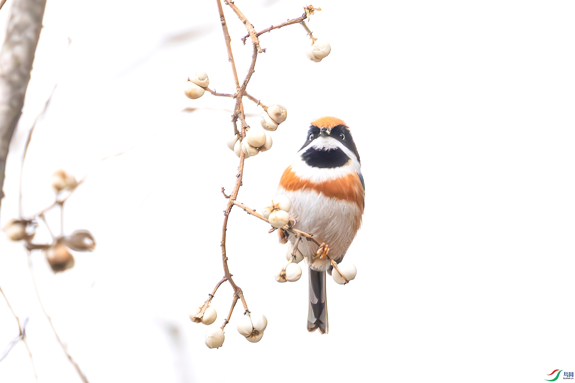 407A6746-----33  .jpg