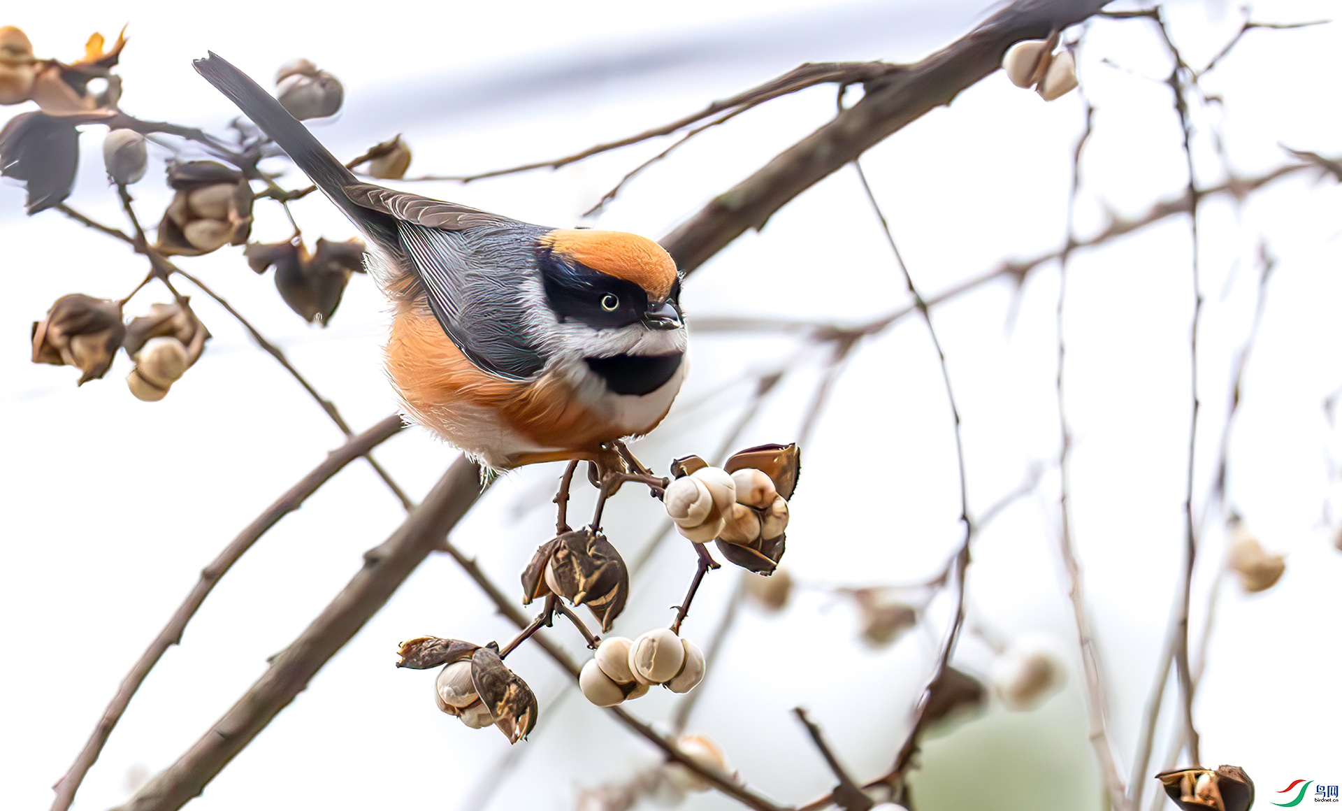 407A7271-----33  .jpg