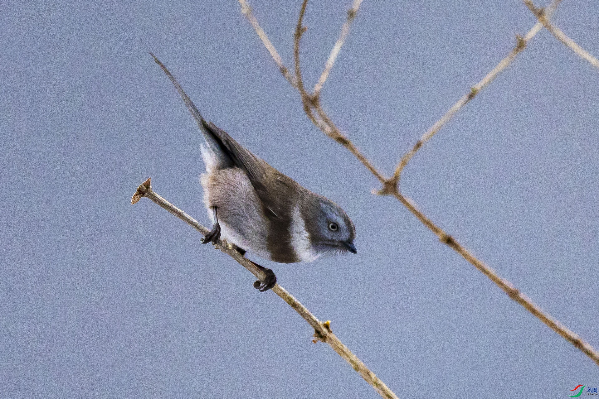 ������βɽȸ