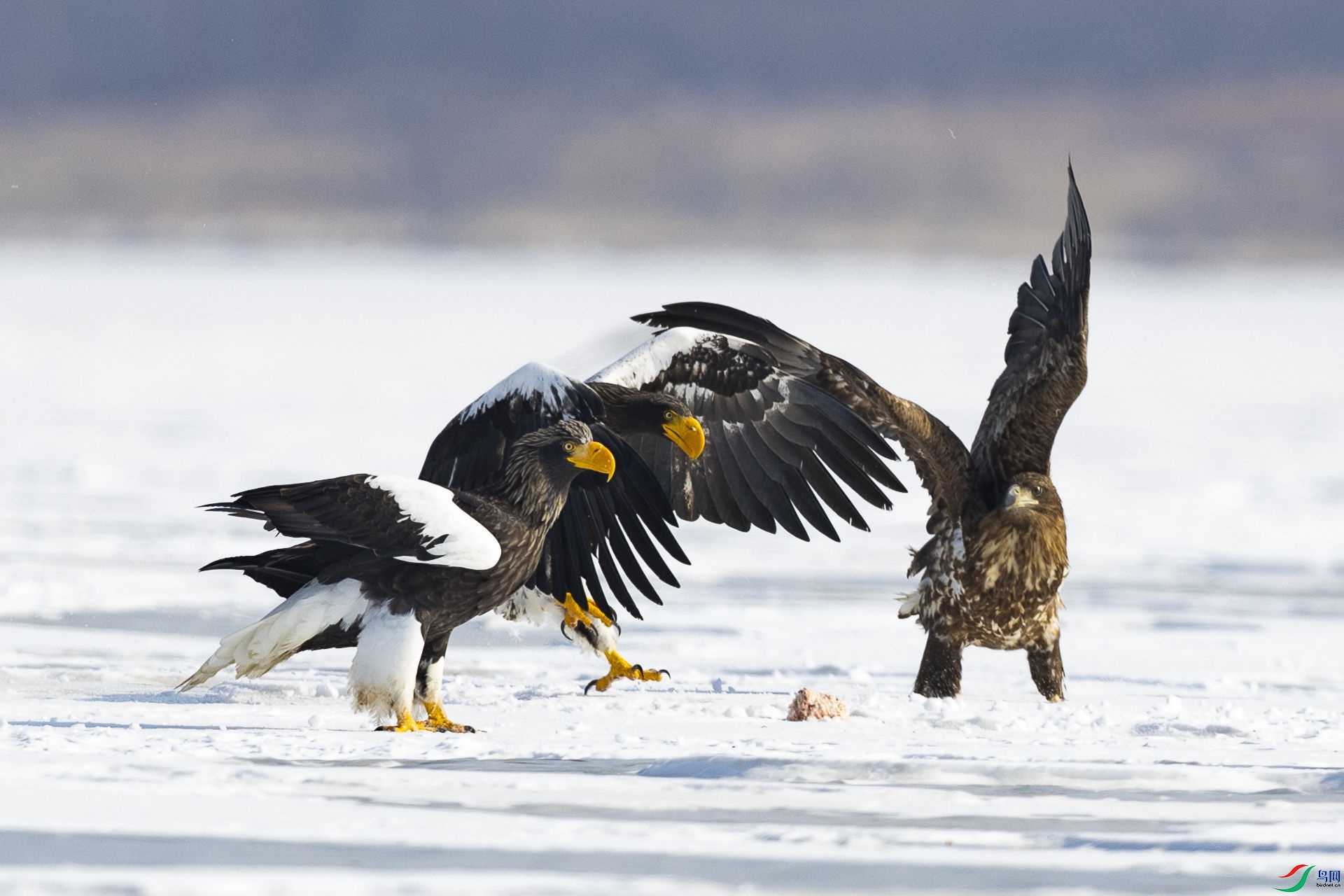 ��ͷ����