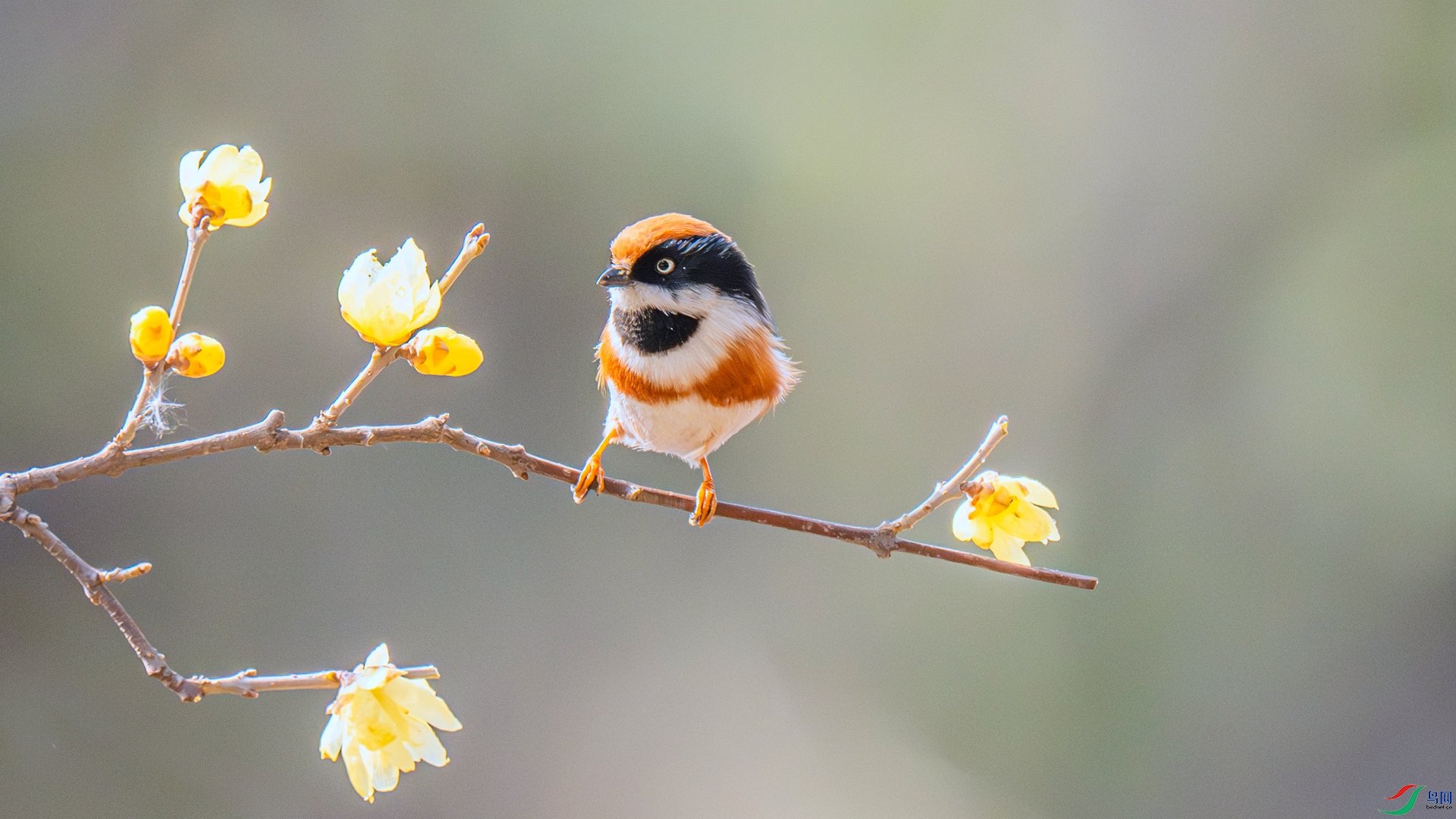 DSC_6036 ����_����.jpg