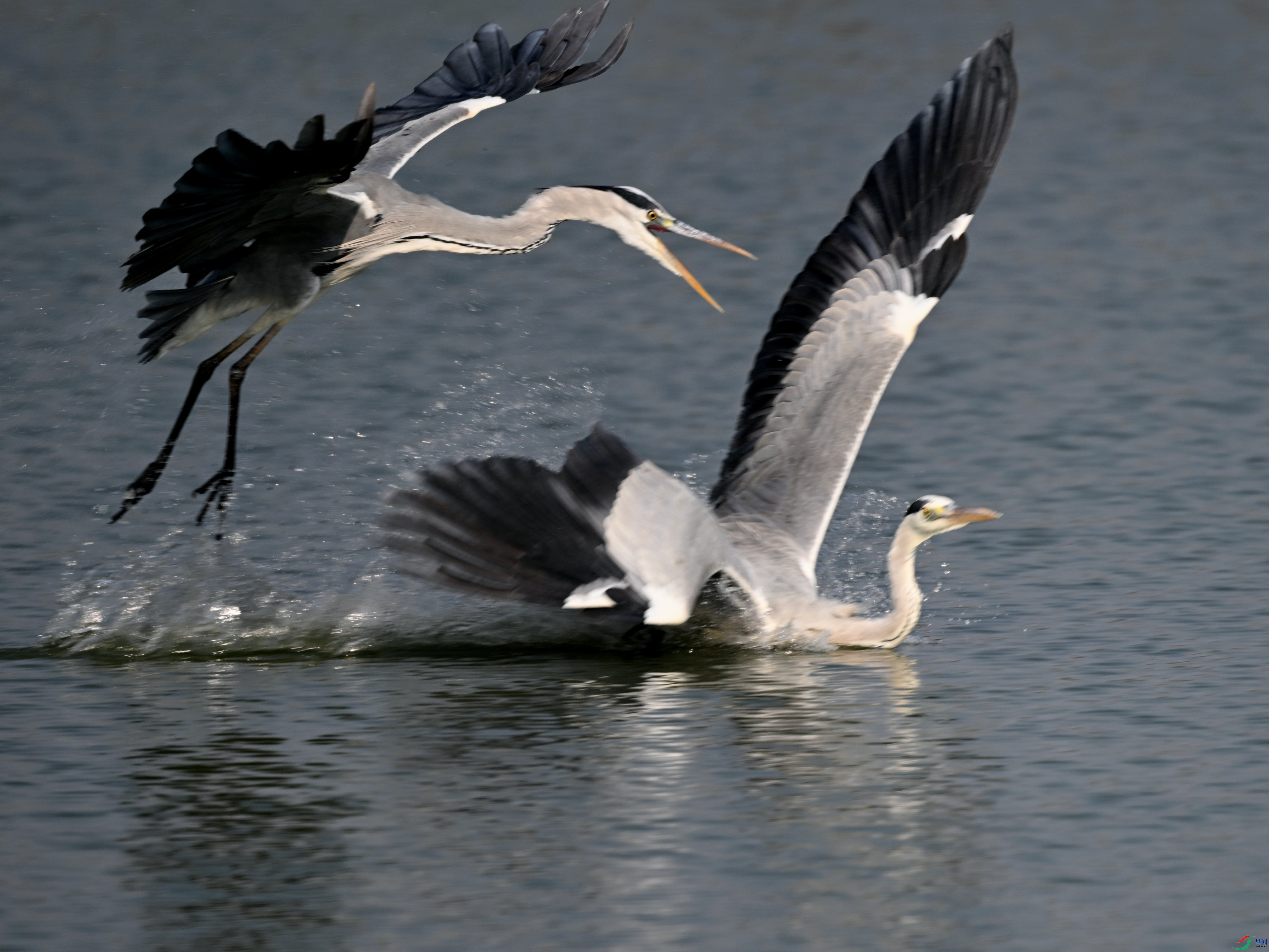 DSC_8954.jpg