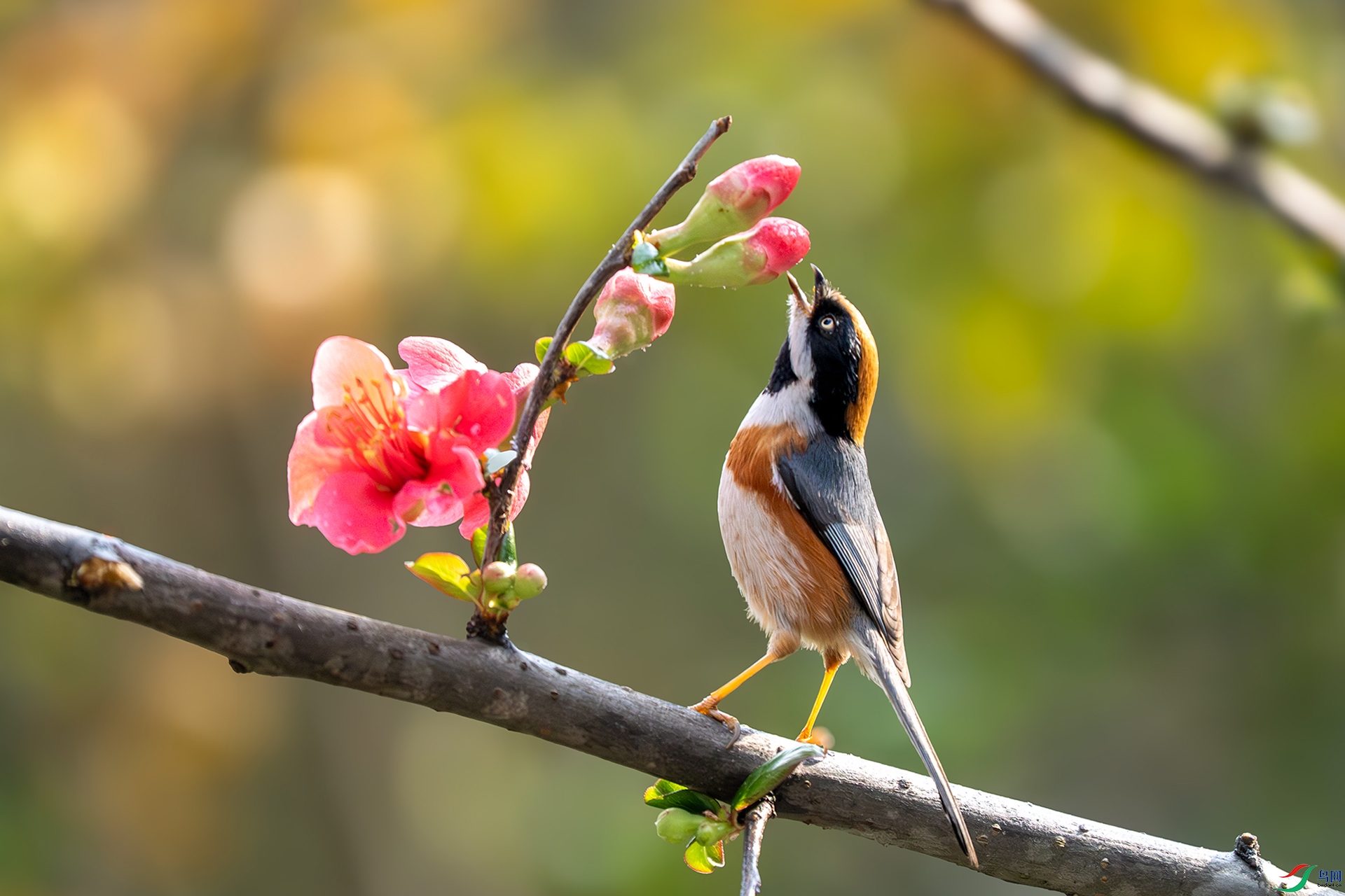 P2010289-����ǿ-NR��ͷ��βɽȸ.jpg