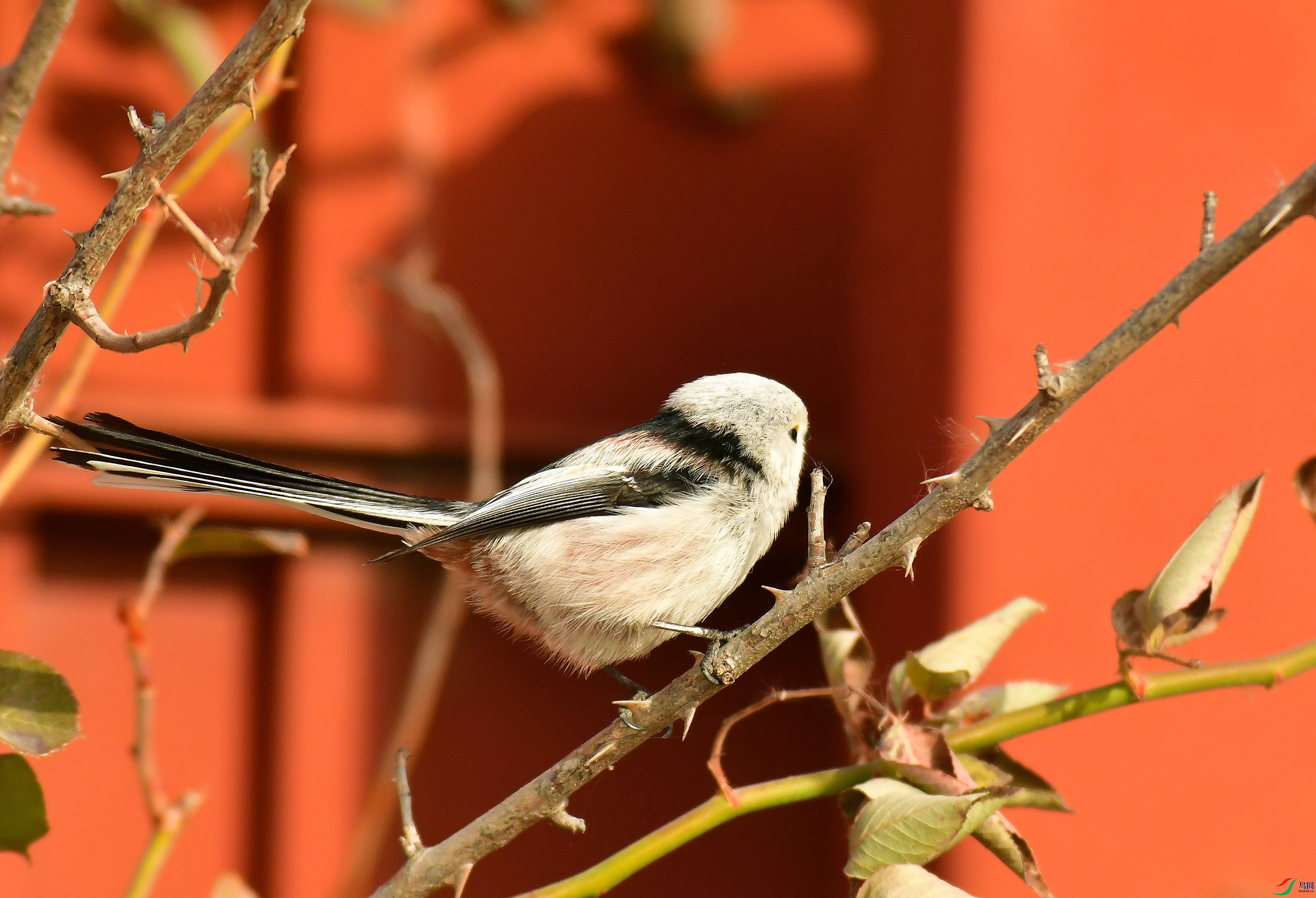 DSC_0097_����.jpg