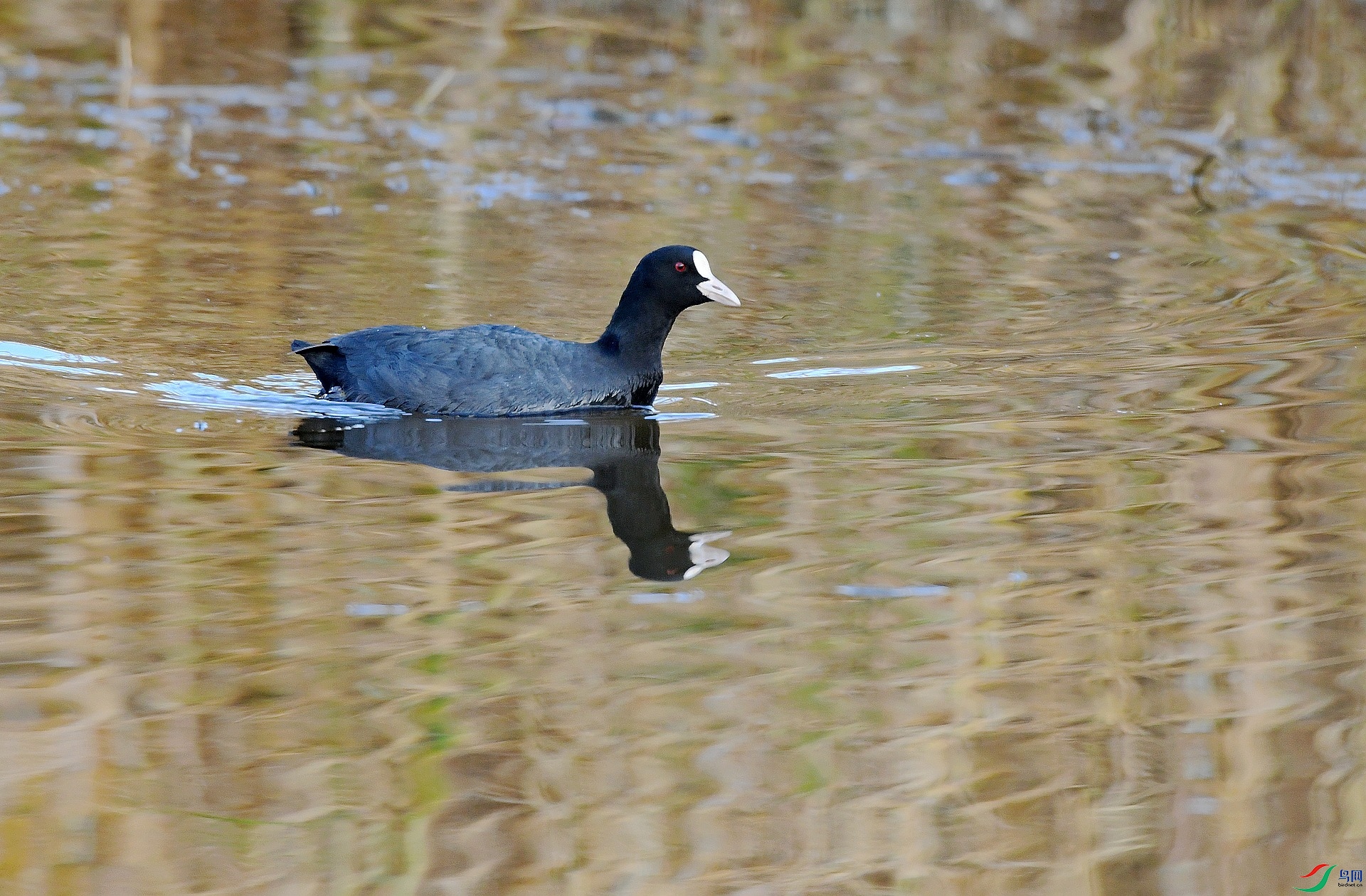 DSC_2333.jpg