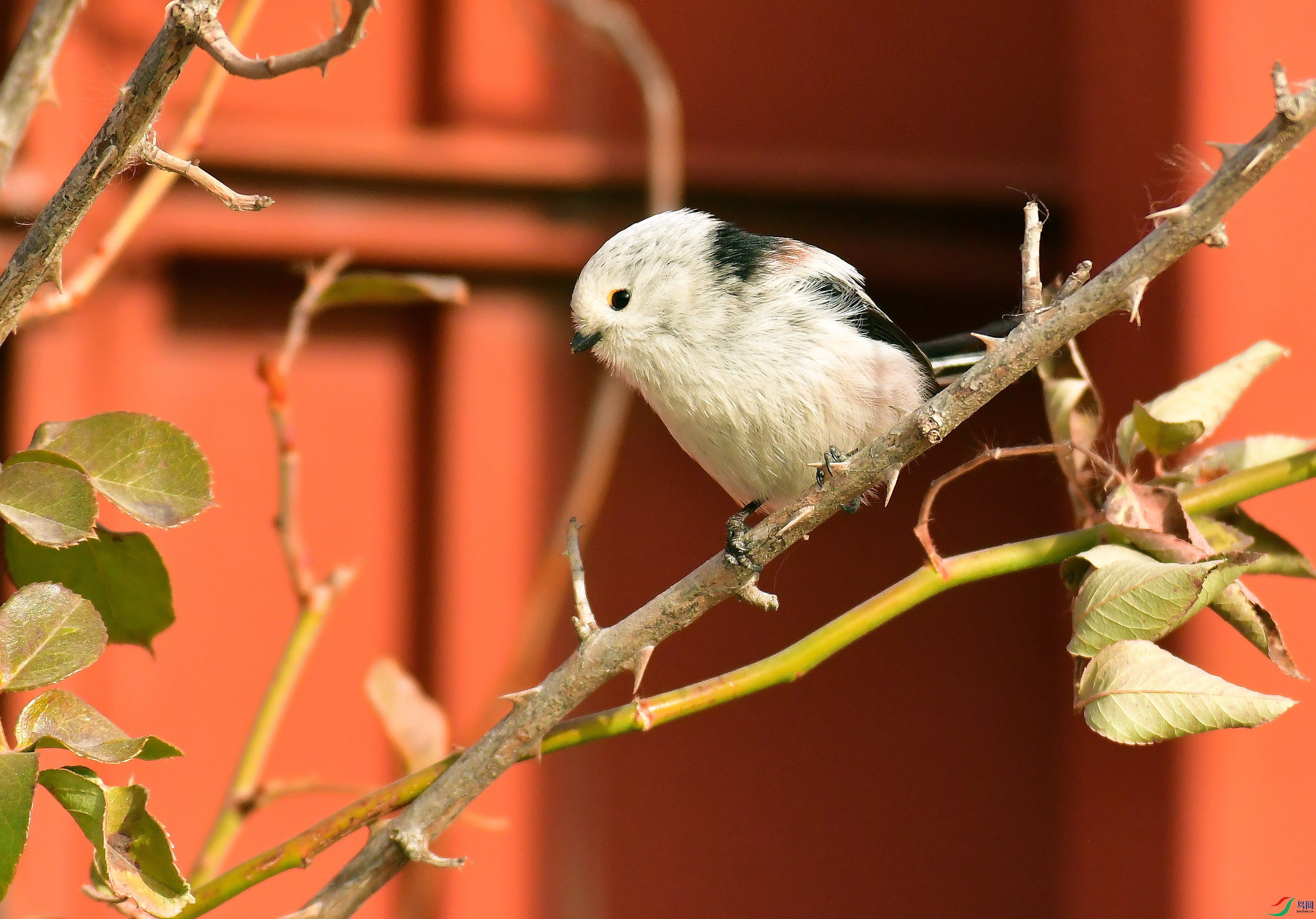DSC_0086_����.jpg
