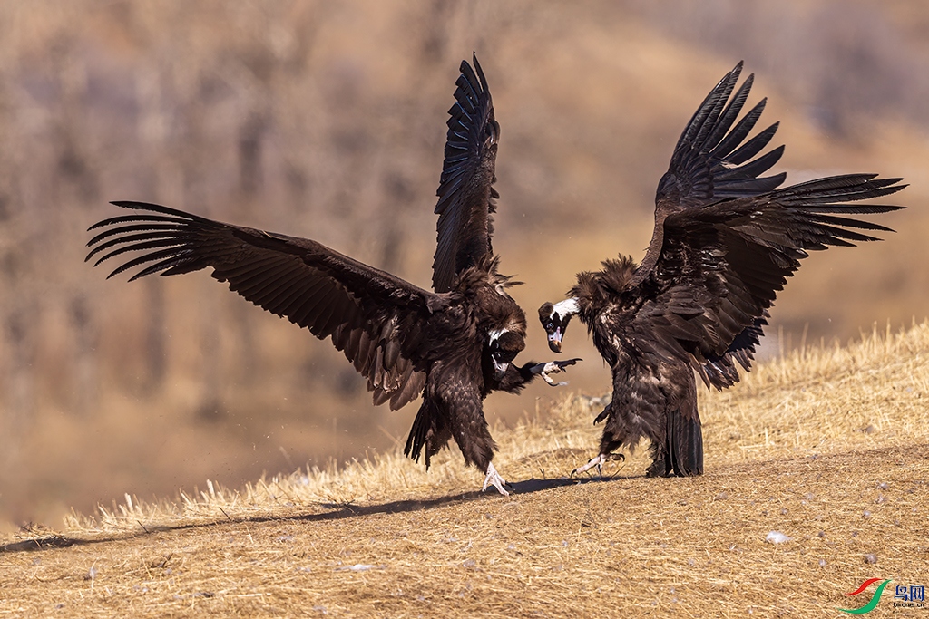 nmghhhtR5260103 (1343).jpg