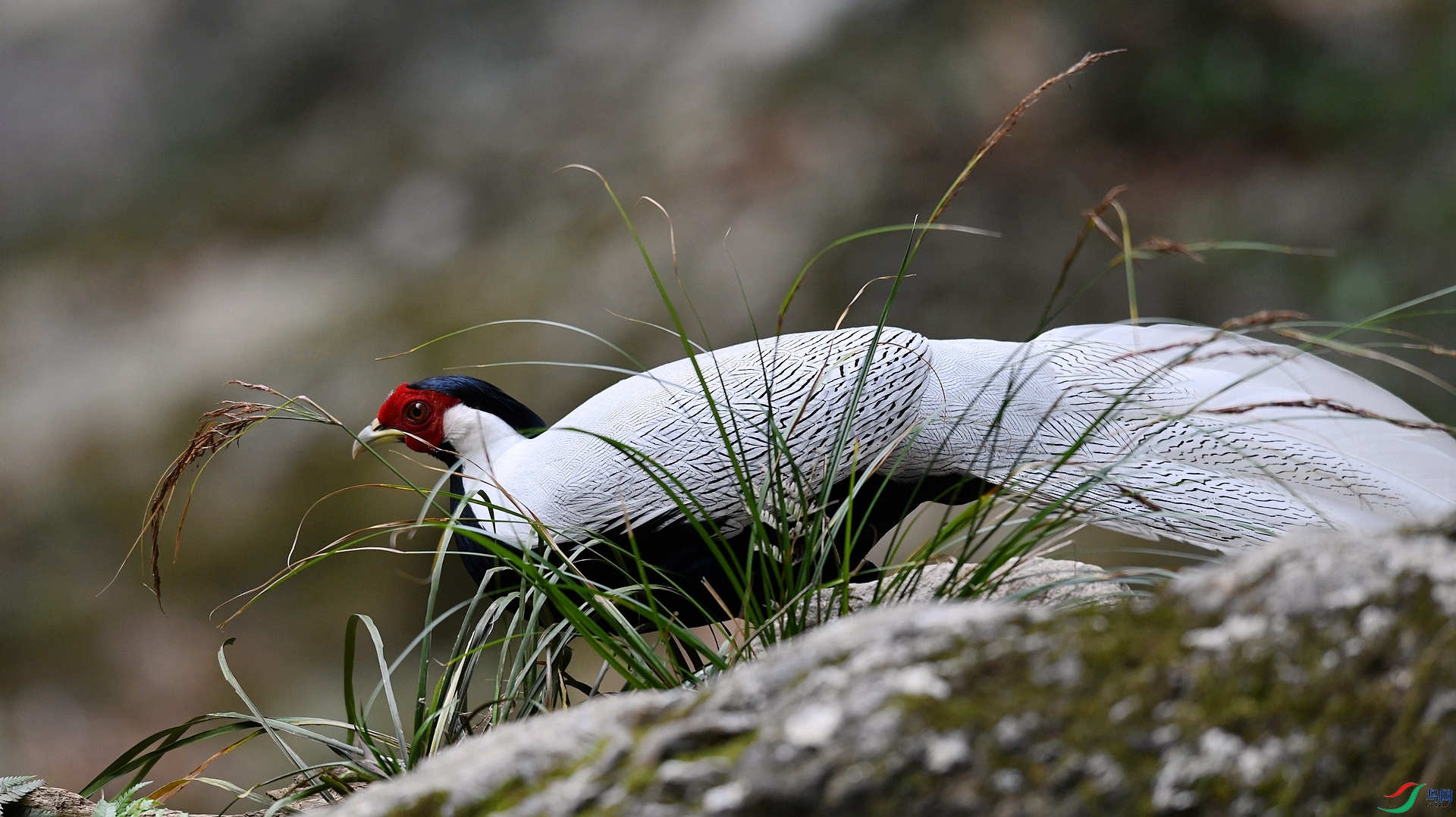 DSC_3203.jpg