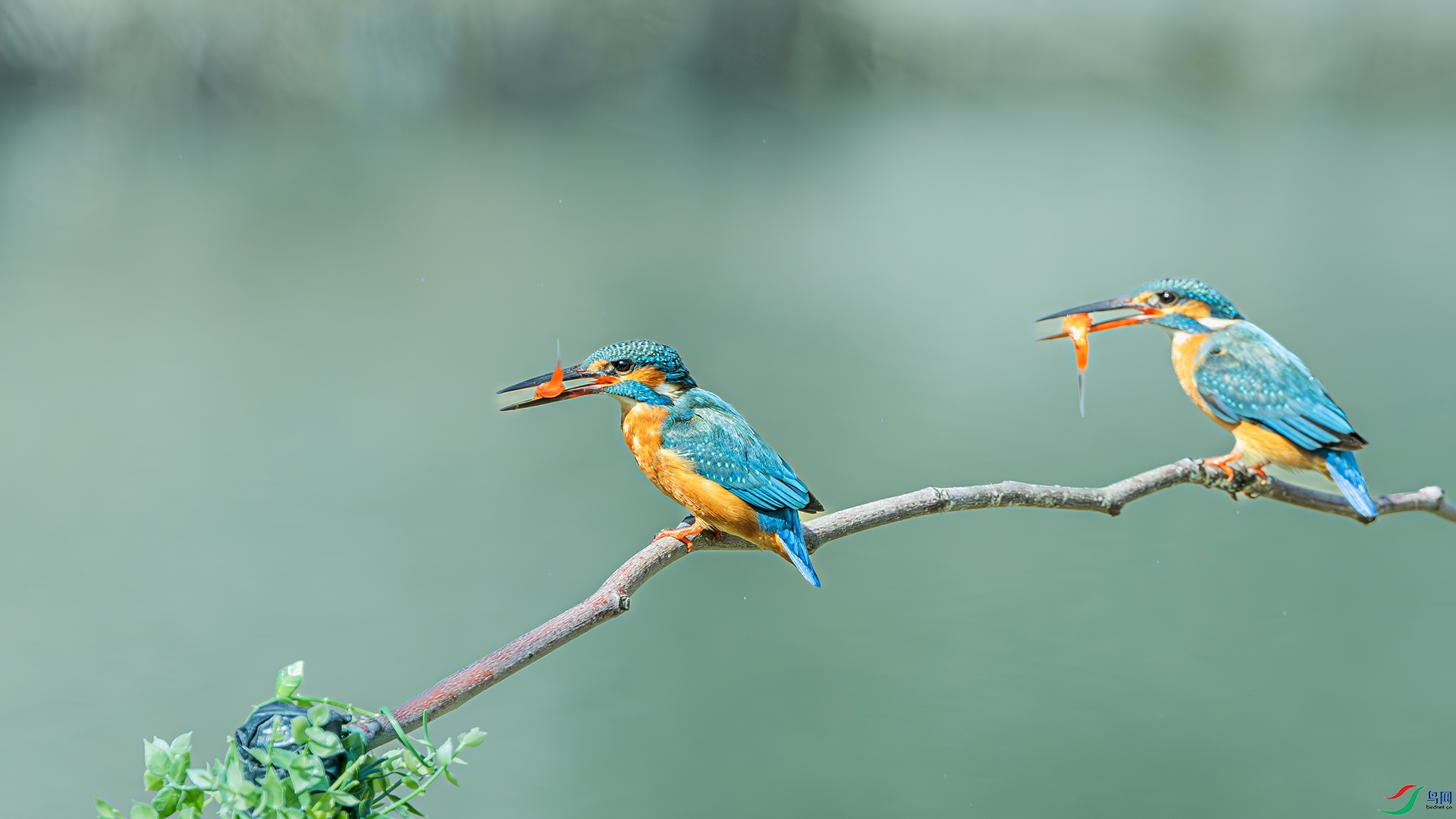 DSC_6017-����ǿ-NR ���� 2.jpg