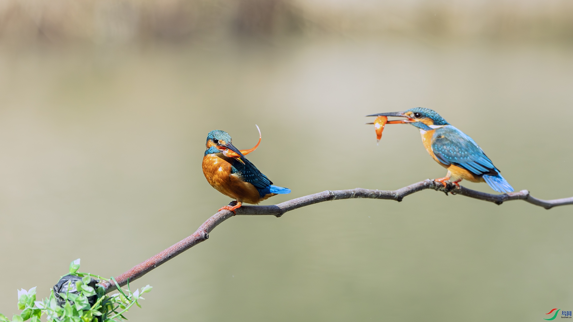 DSC_6019-����ǿ-NR ����.jpg