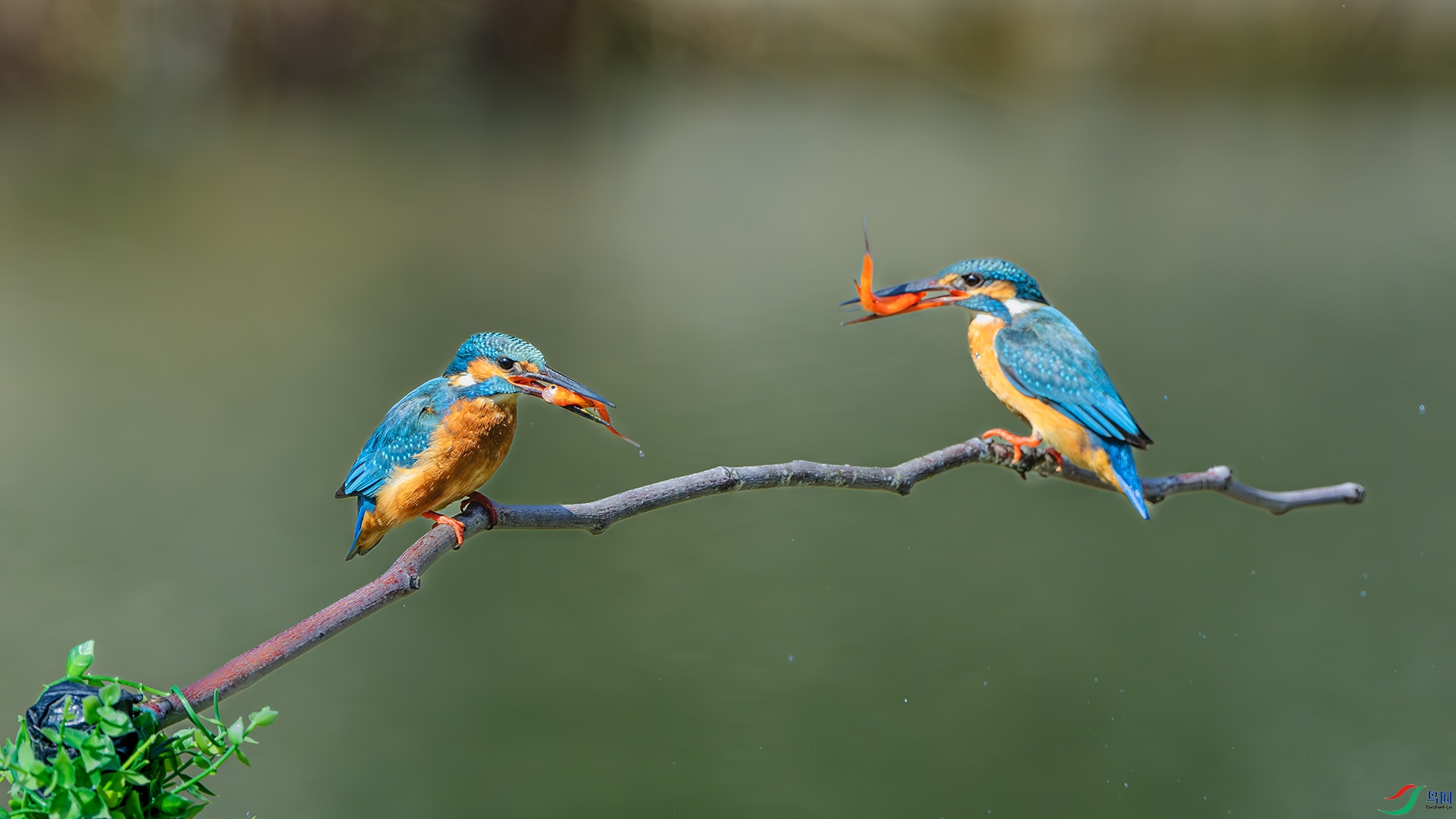 DSC_6023-����ǿ-NR ����.jpg