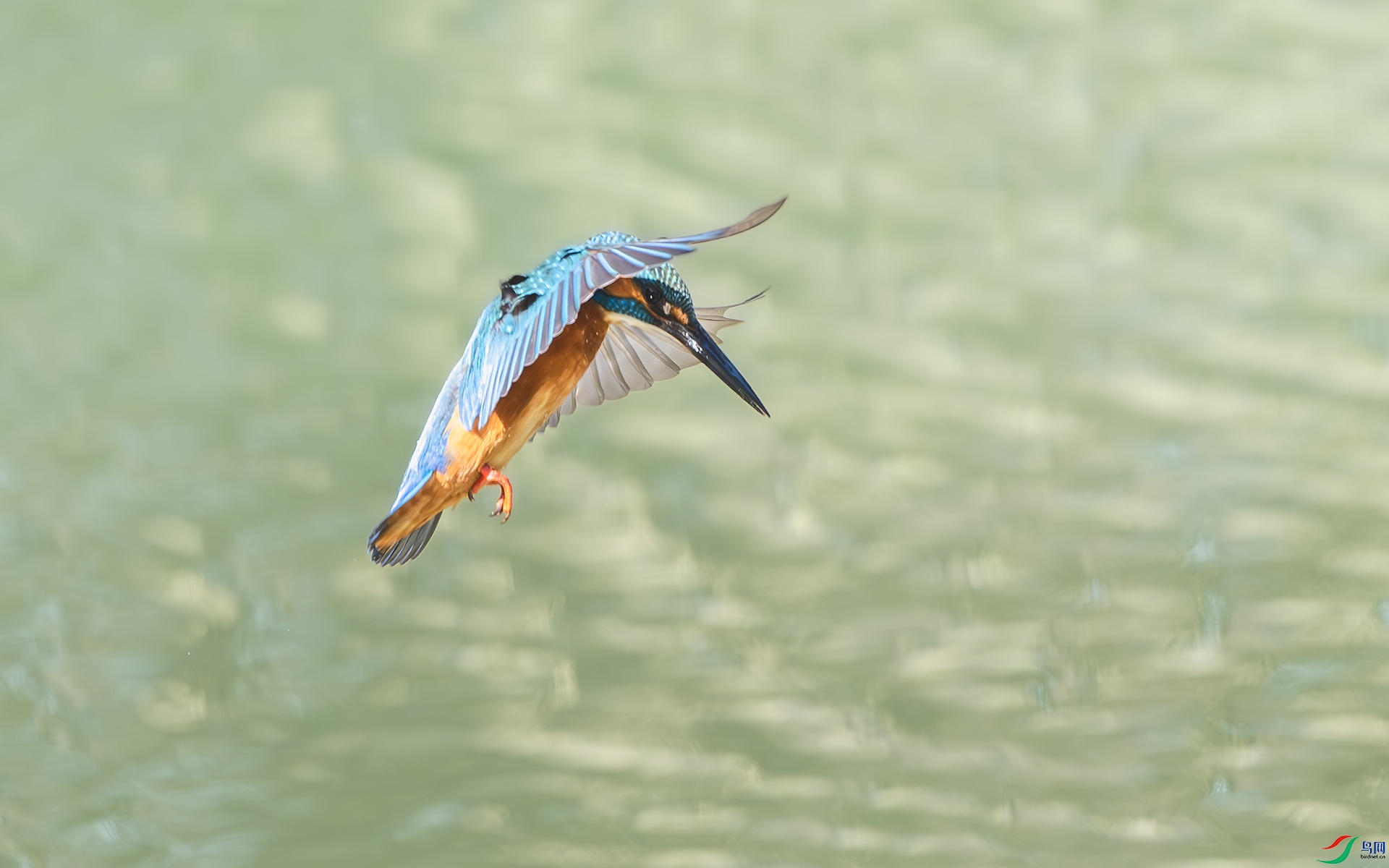 DSC_6030-����ǿ-NR ����.jpg