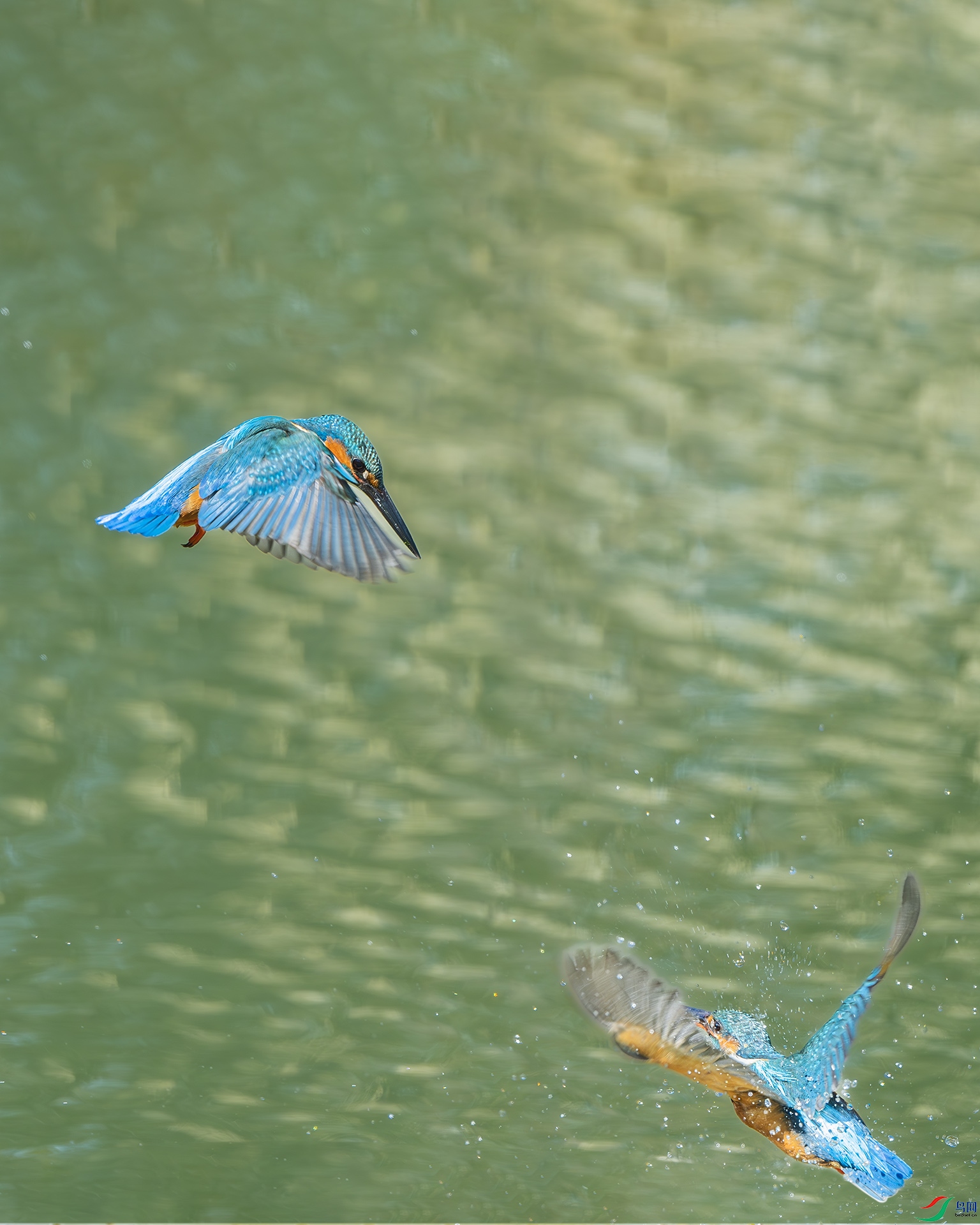 DSC_6034-����ǿ-NR ����.jpg