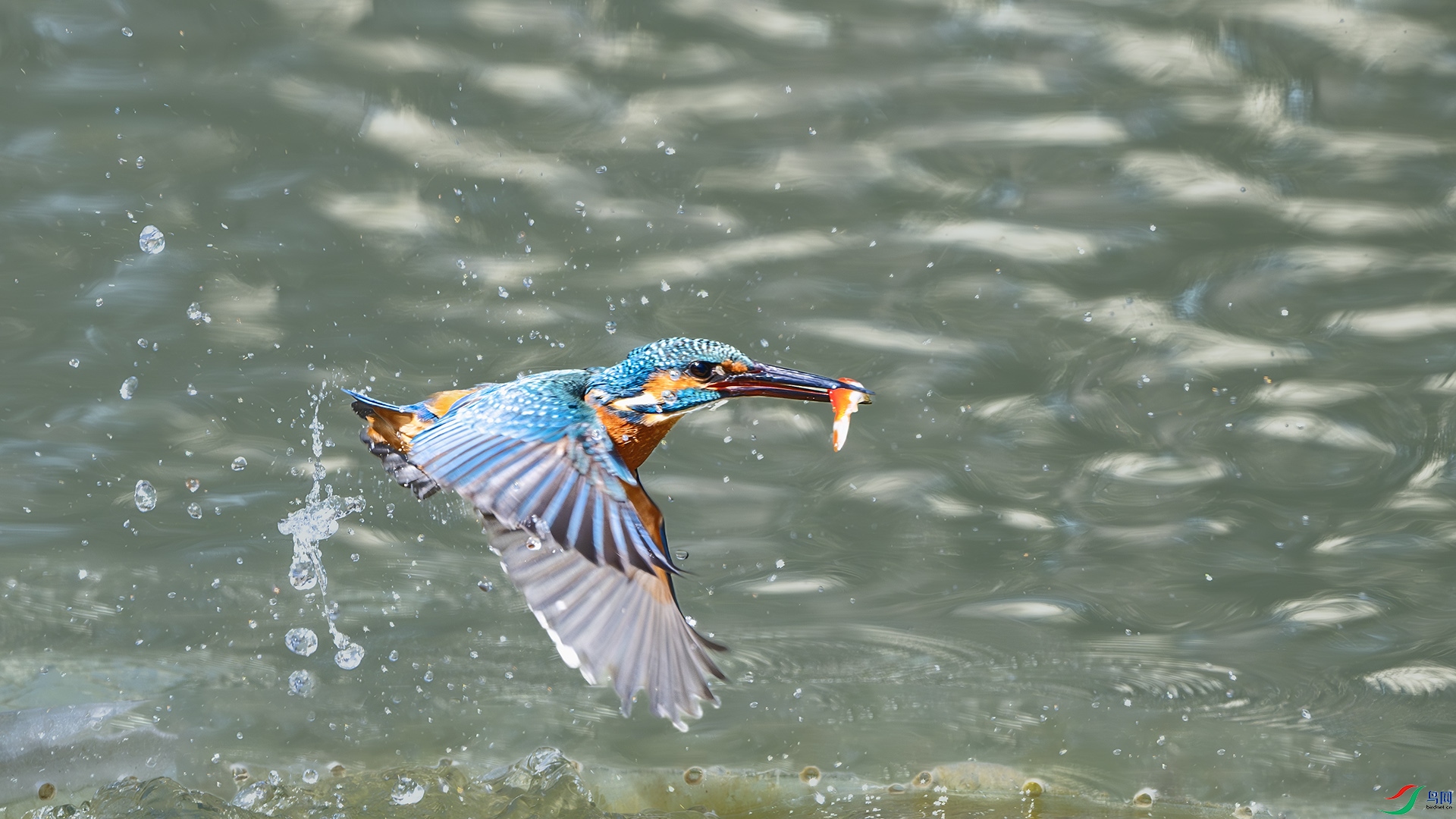 DSC_6130-����ǿ-NR ����.jpg