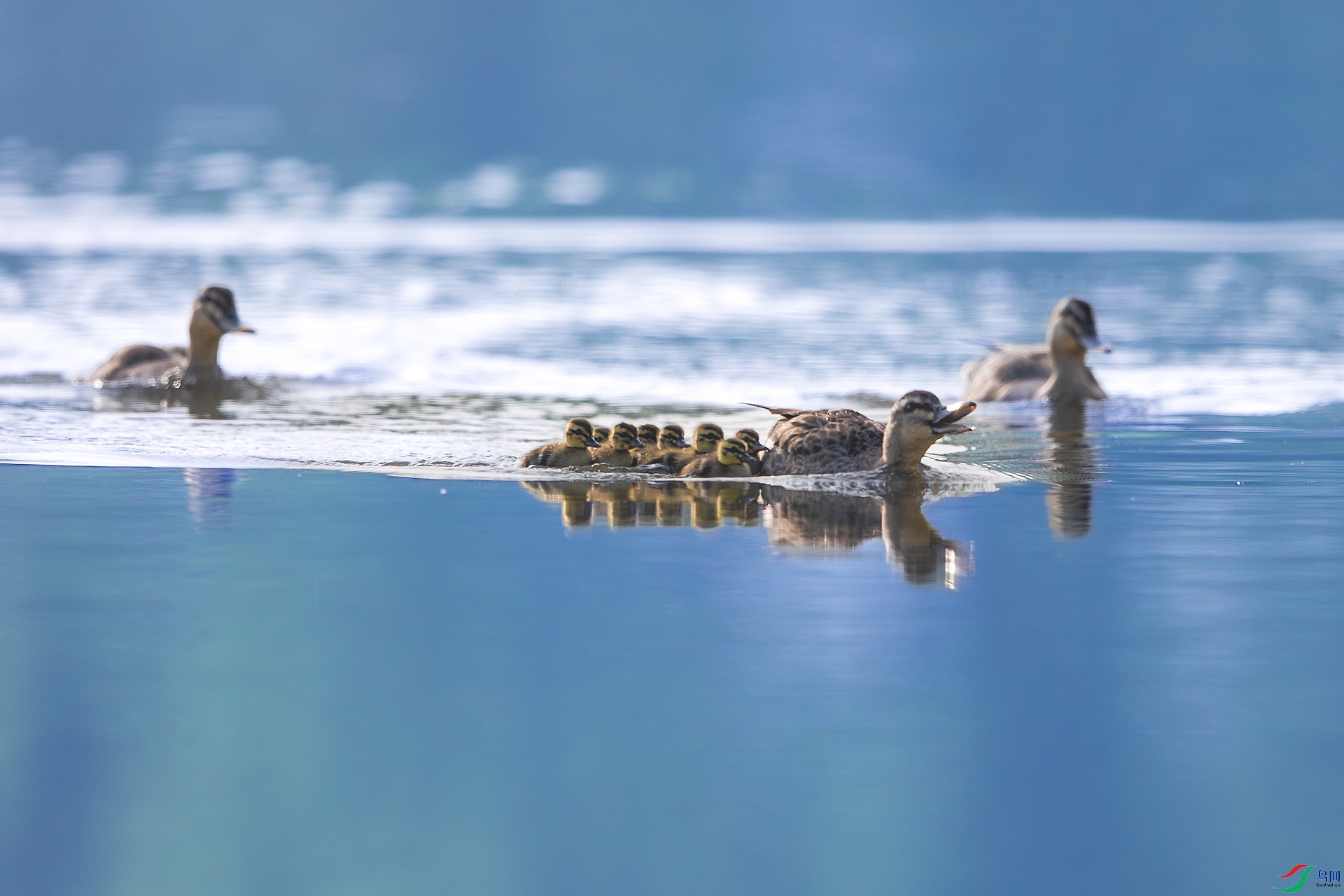 BU3I3555 ����.jpg